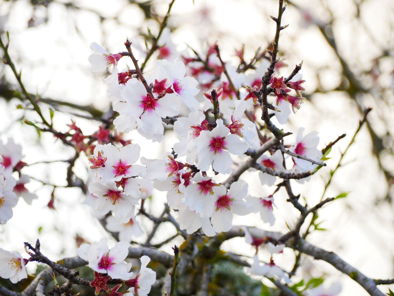 Panasonic Lumix DMC-GX85 (Lumix DMC-GX80 / Lumix DMC-GX7 Mark II) sample photo. Almond blossom, february, almond photography