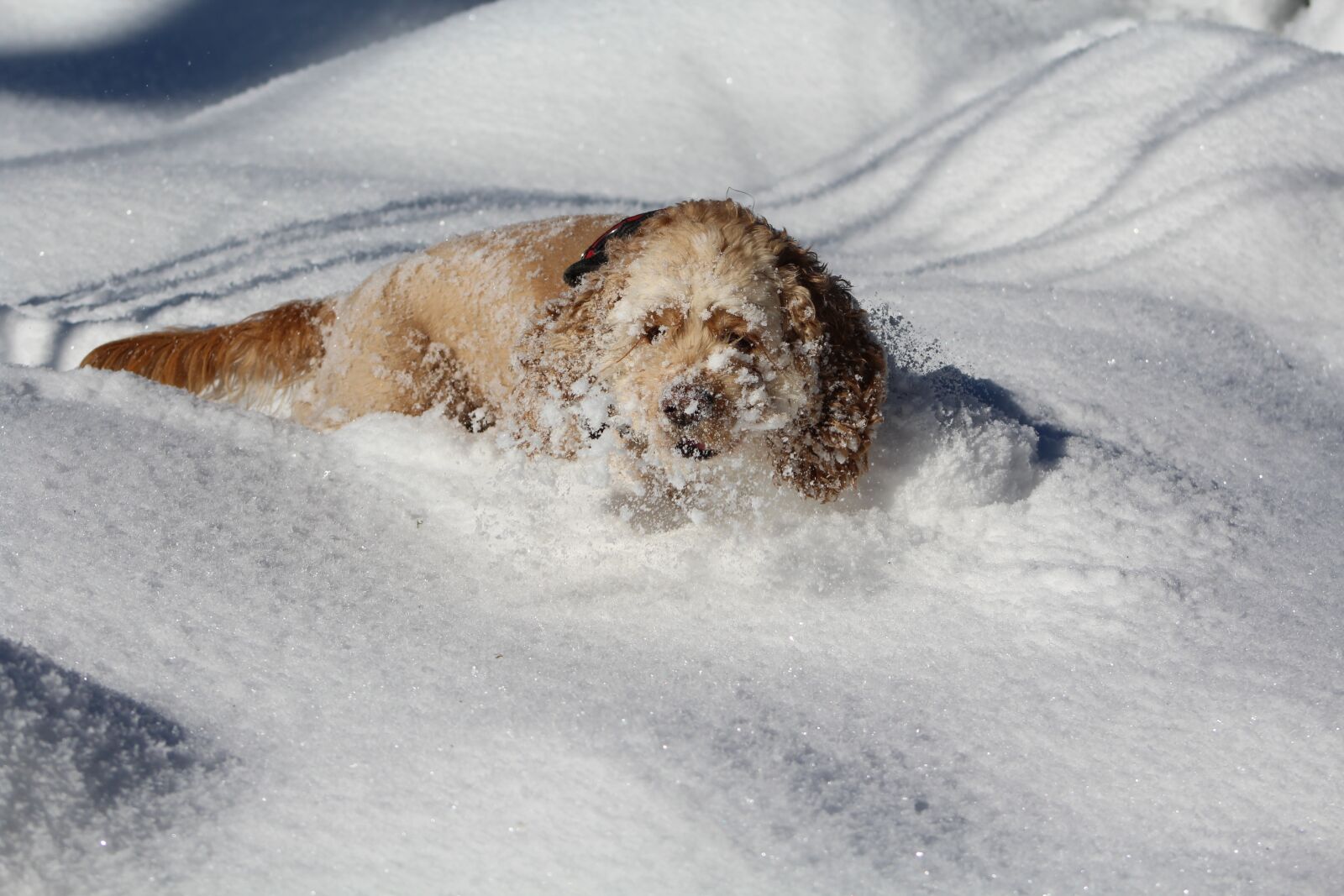 Canon EOS 1200D (EOS Rebel T5 / EOS Kiss X70 / EOS Hi) sample photo. Dog in the snow photography