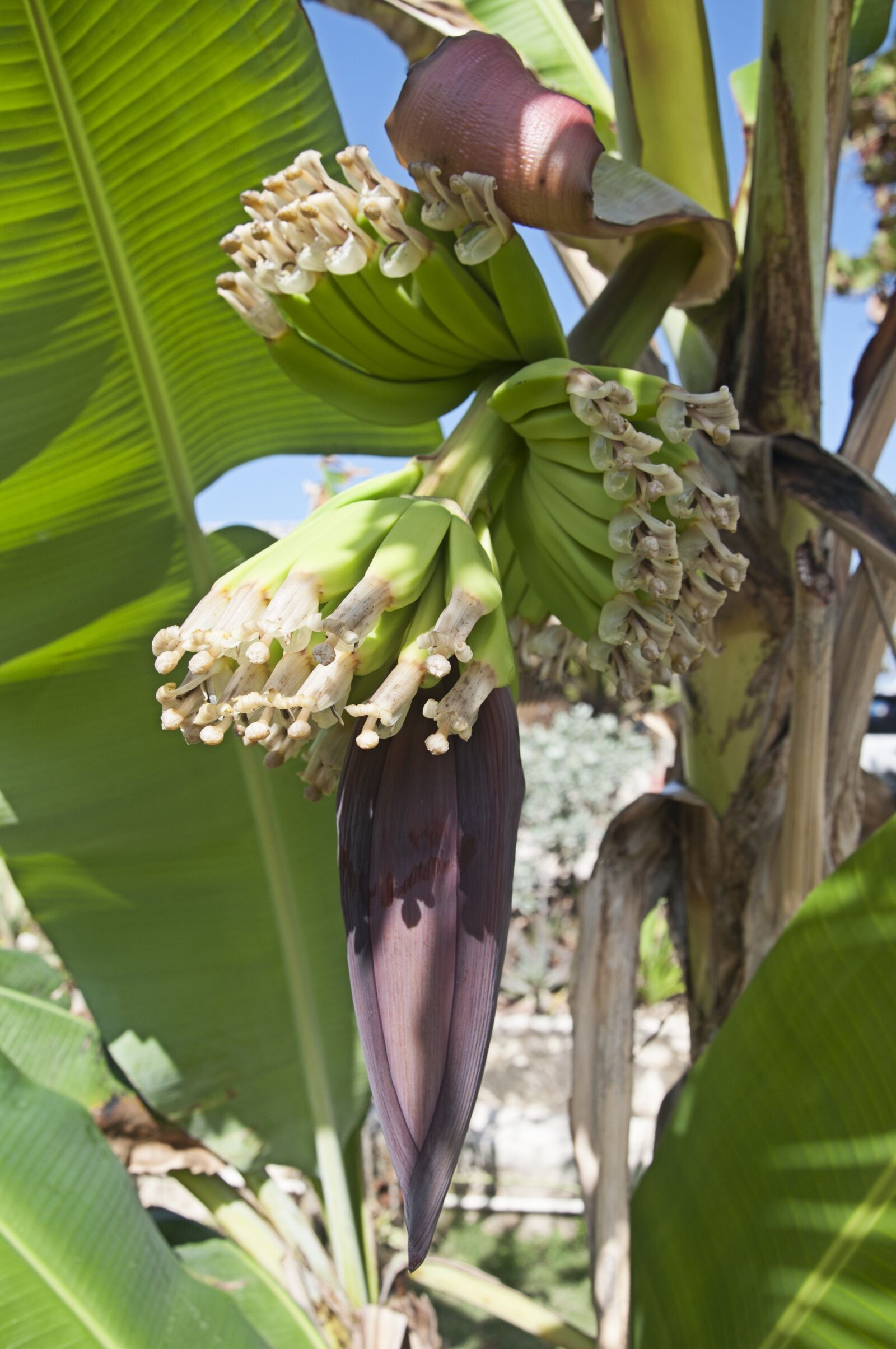 Nikon D90 sample photo. Flora, banana, nature photography