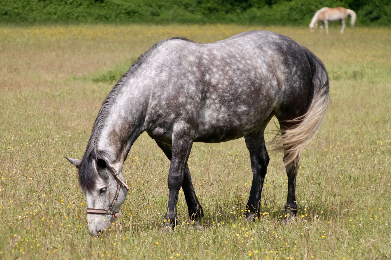 Samsung NX300 sample photo. Dapple, horse, graze photography