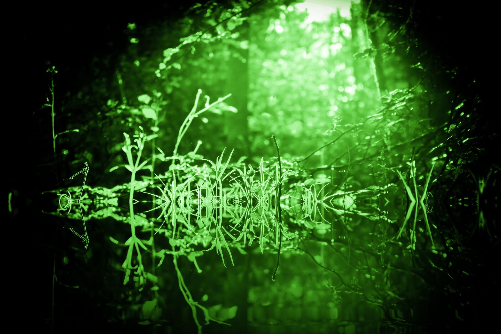 Canon EOS 750D (EOS Rebel T6i / EOS Kiss X8i) sample photo. Green, mystical, fantasy photography