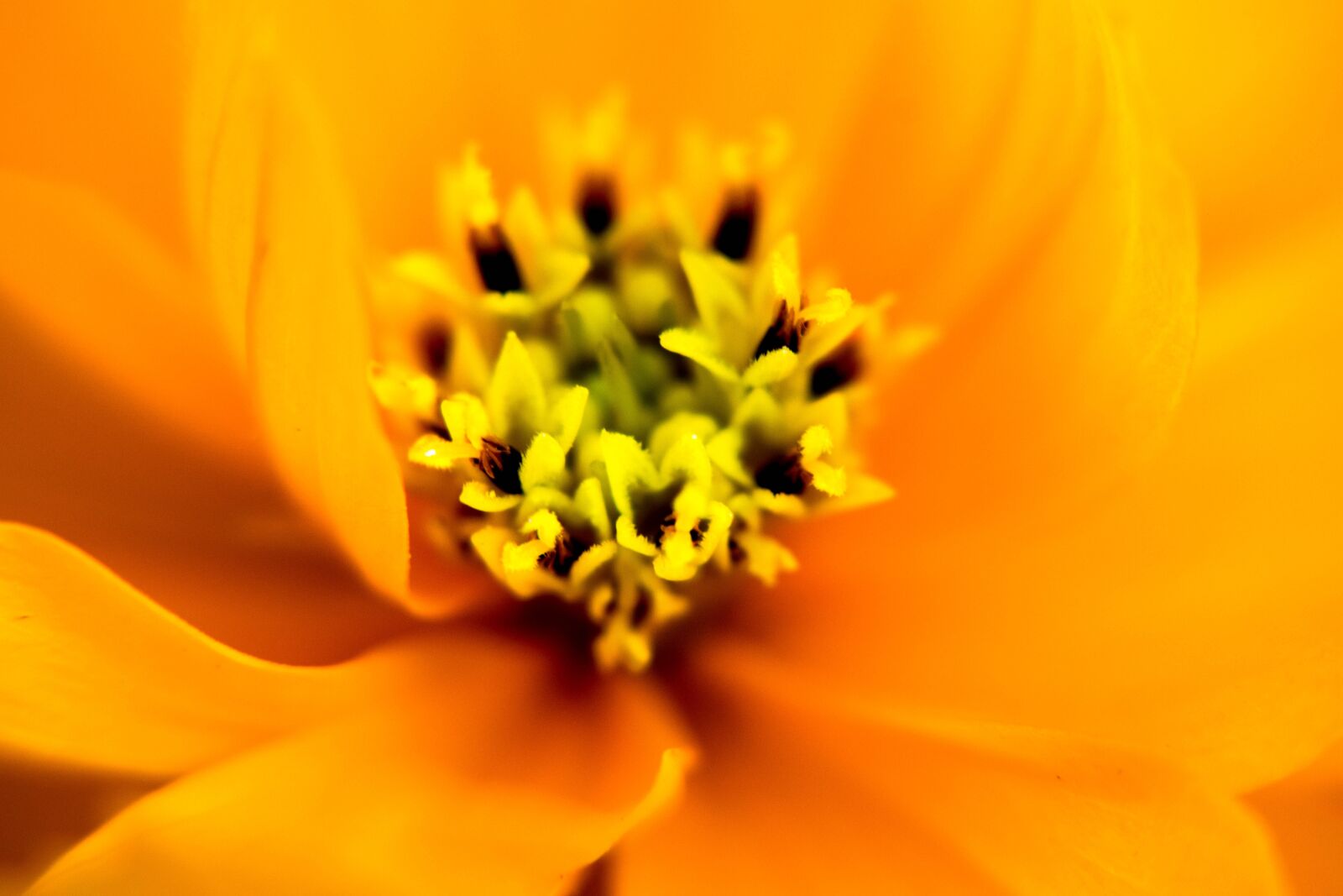 Nikon D3300 sample photo. Background, macro, websites photography