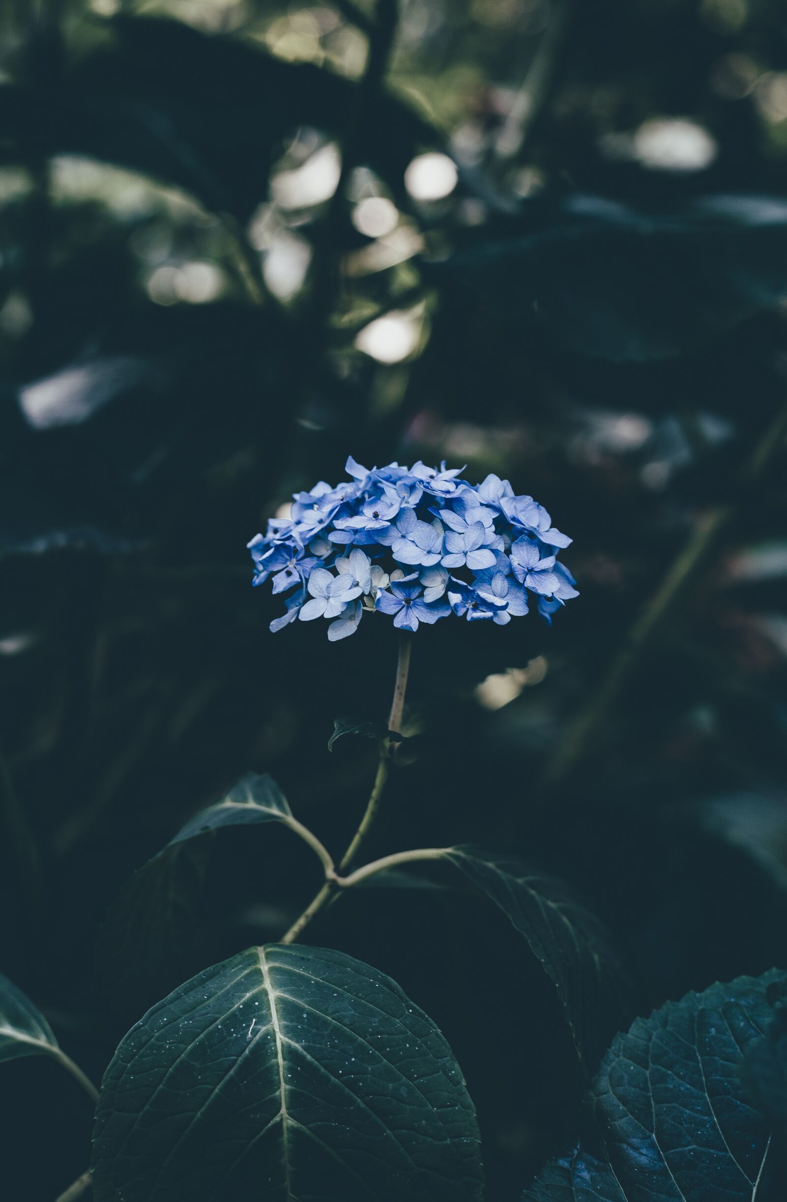 Nikon D4S sample photo. Bloom, blossom, flora photography