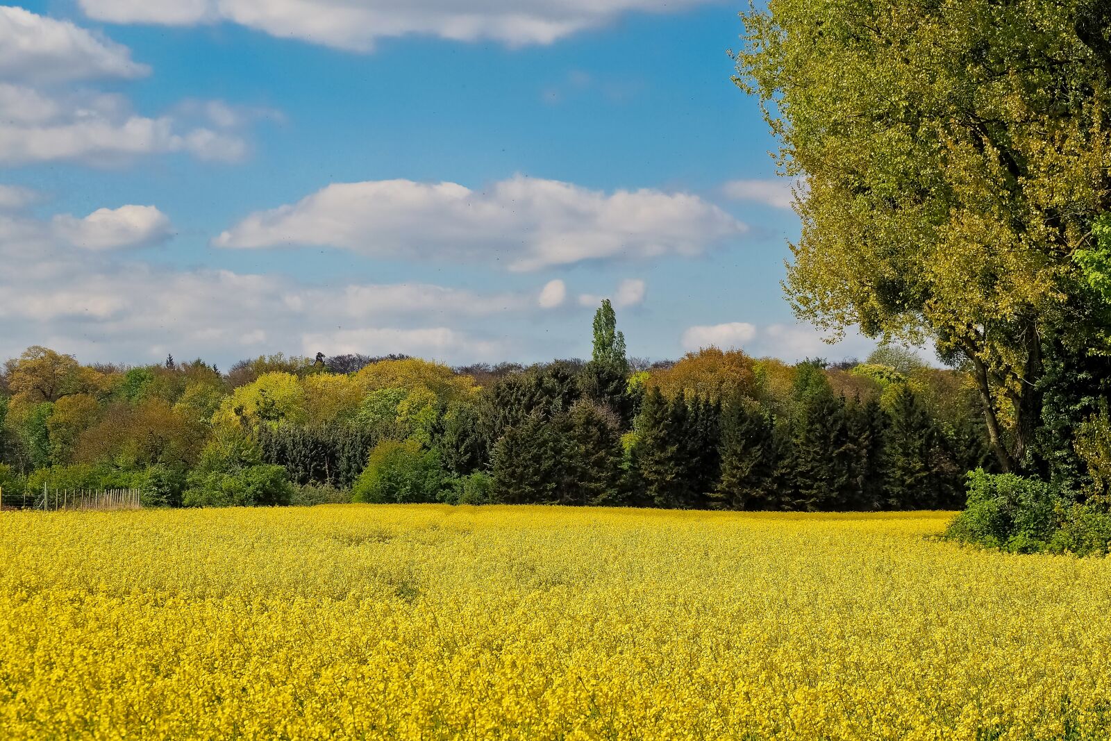 Olympus OM-D E-M10 sample photo. Landscape, field of rapeseeds photography
