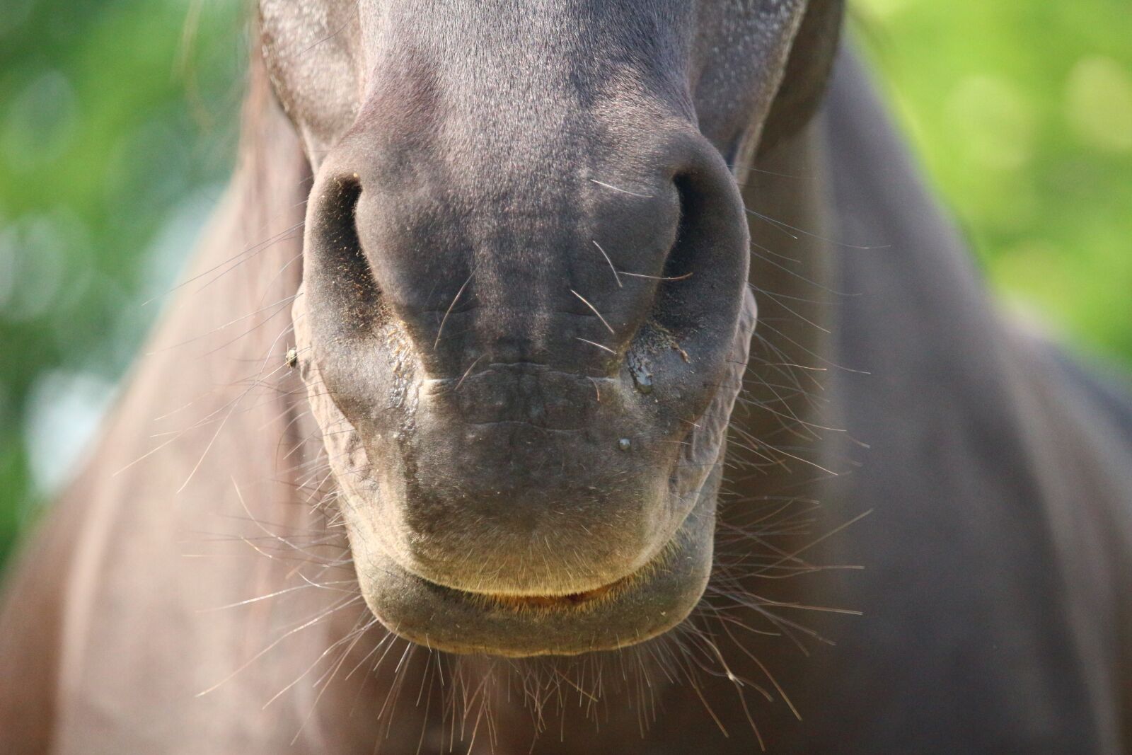 Canon EOS 100D (EOS Rebel SL1 / EOS Kiss X7) sample photo. Horse, rap, nostrils photography