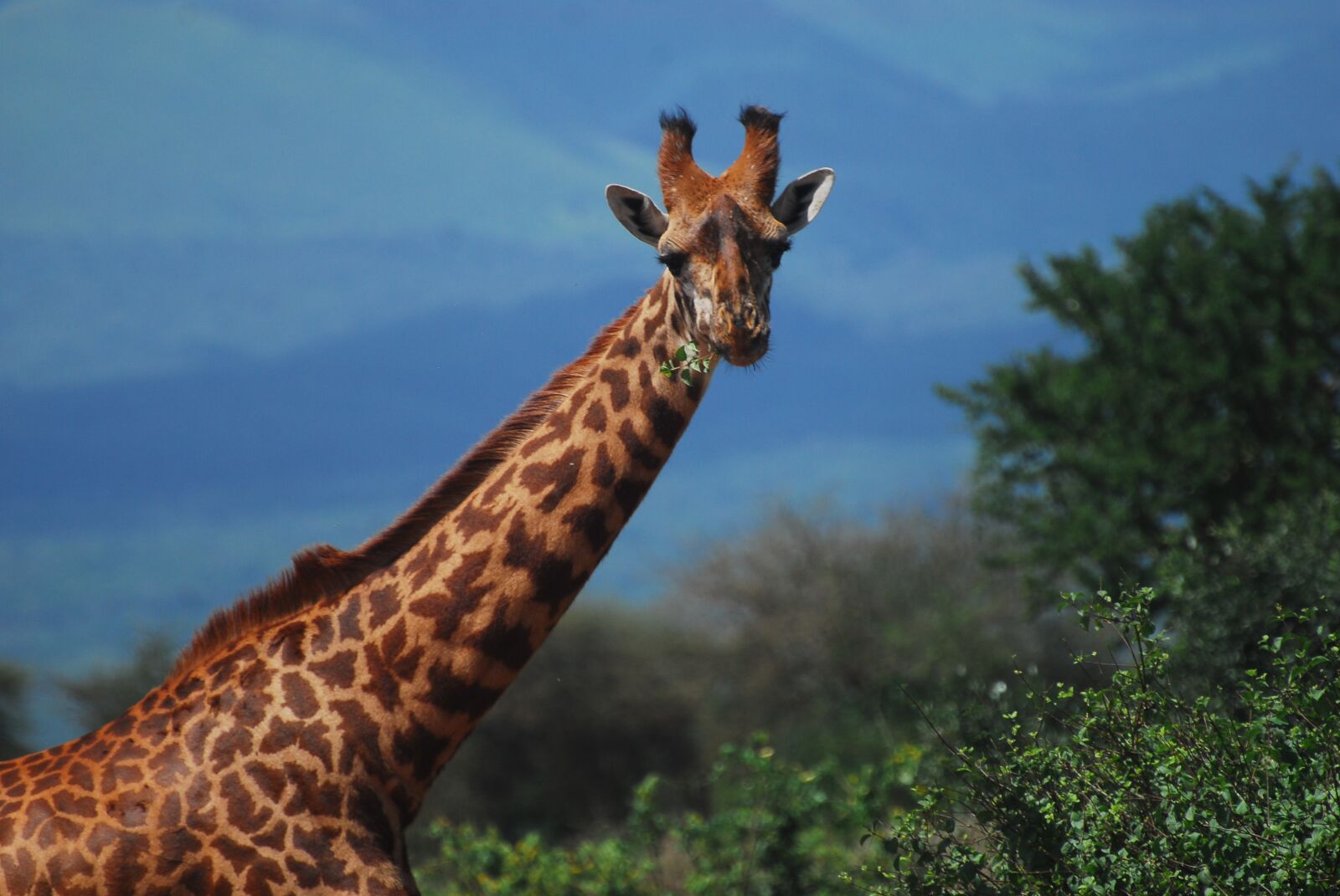 Nikon D200 sample photo. Tsavo national park, tsavo photography