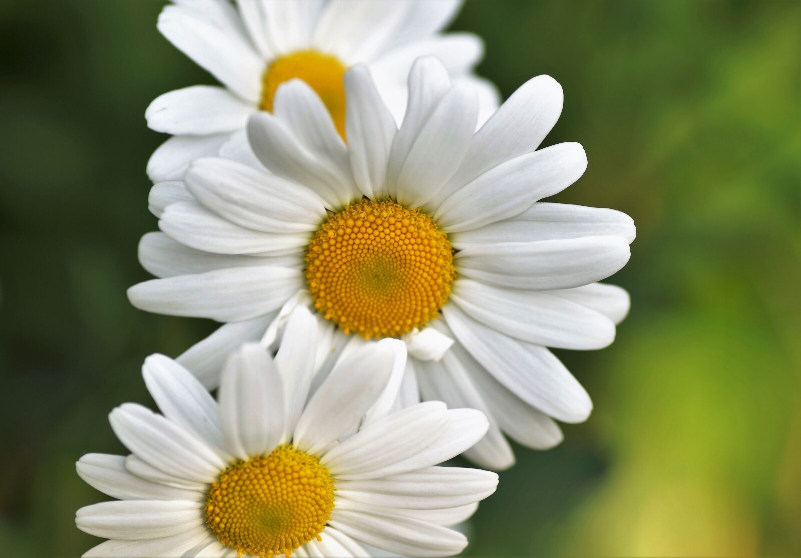 Sony SLT-A58 sample photo. Keywords fotomontáž, flower, white photography