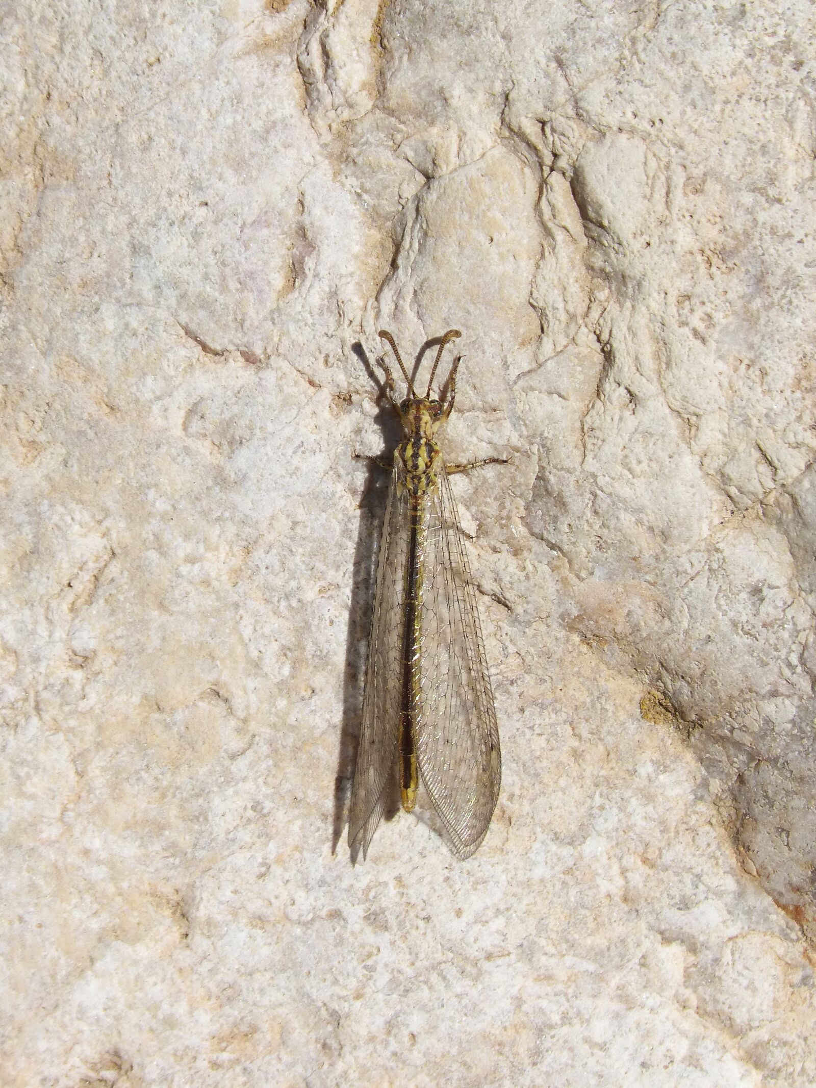Panasonic DMC-FZ62 sample photo. Rare insect, winged insect photography
