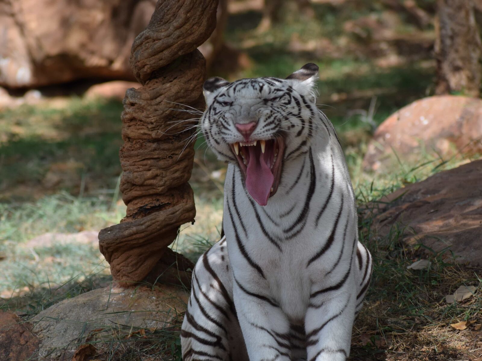 Nikon D3300 sample photo. Albino, bengal, mouth, teeth photography