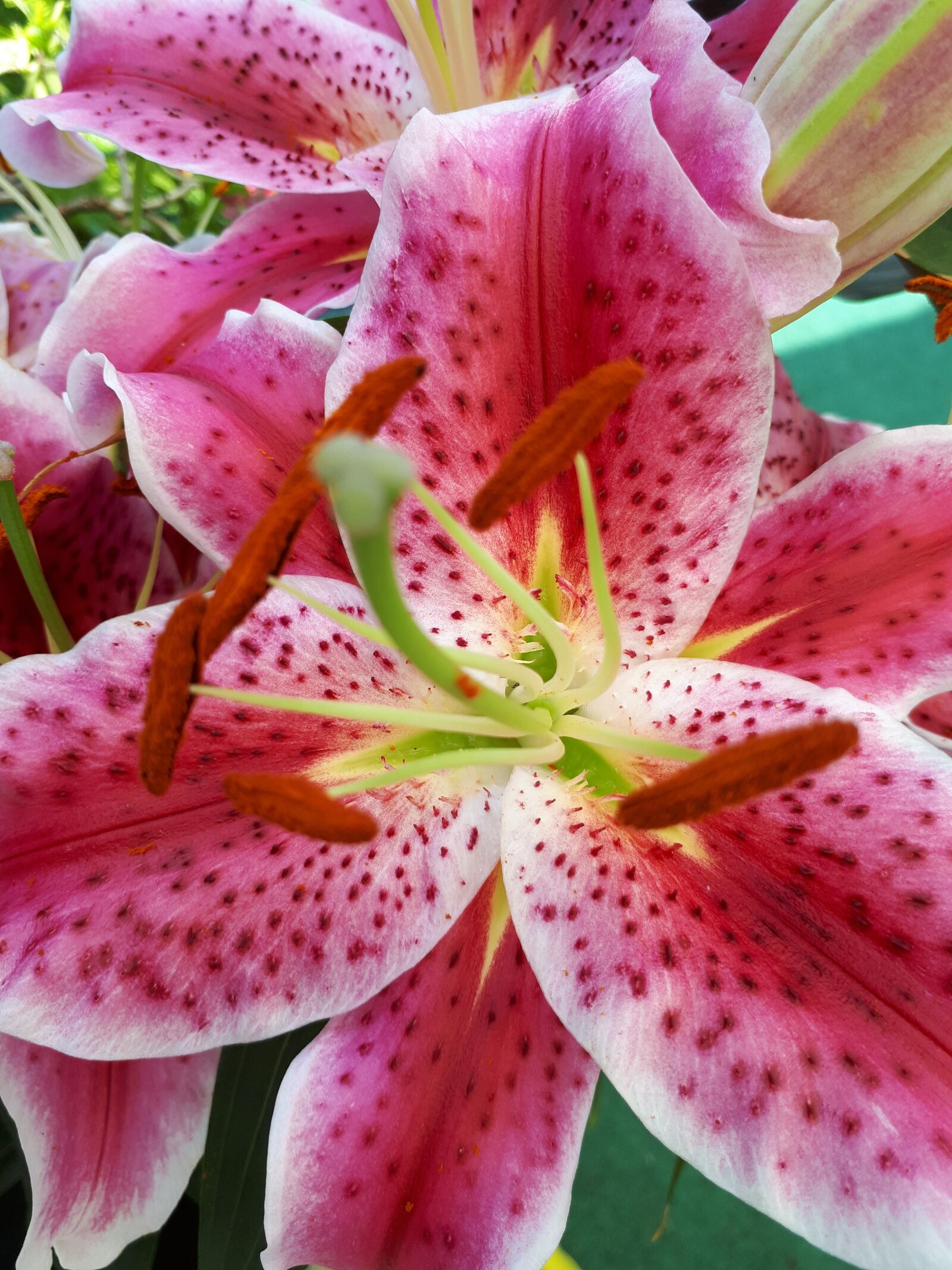 Samsung Galaxy A5(2017) sample photo. Lily, summer, flower photography