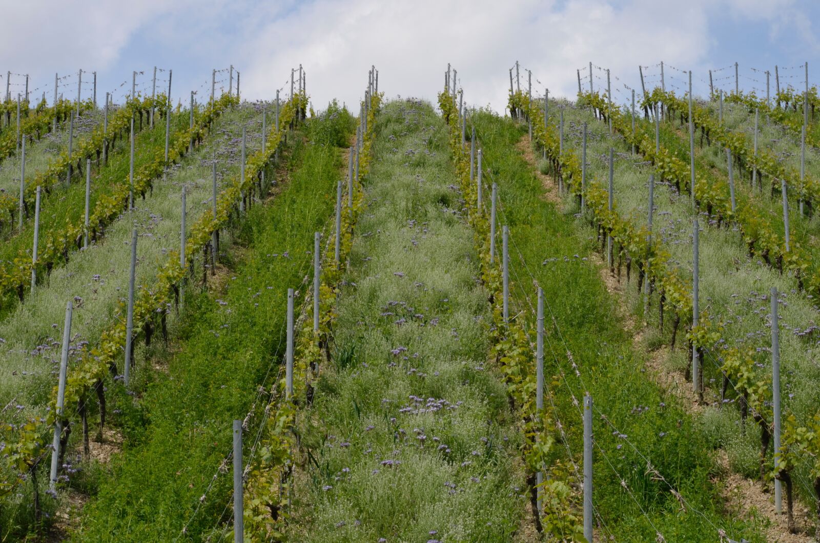 Nikon D5100 sample photo. Vineyard, vines, spring photography