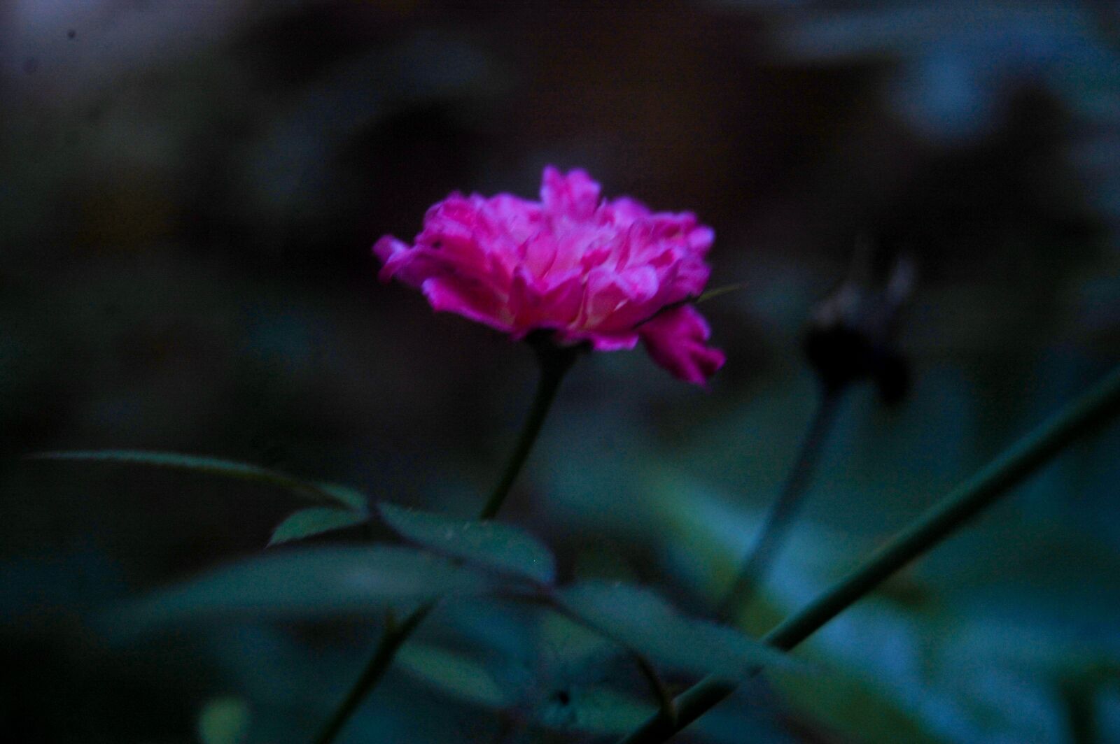 Nikon D40 sample photo. Flower, roses, romance photography