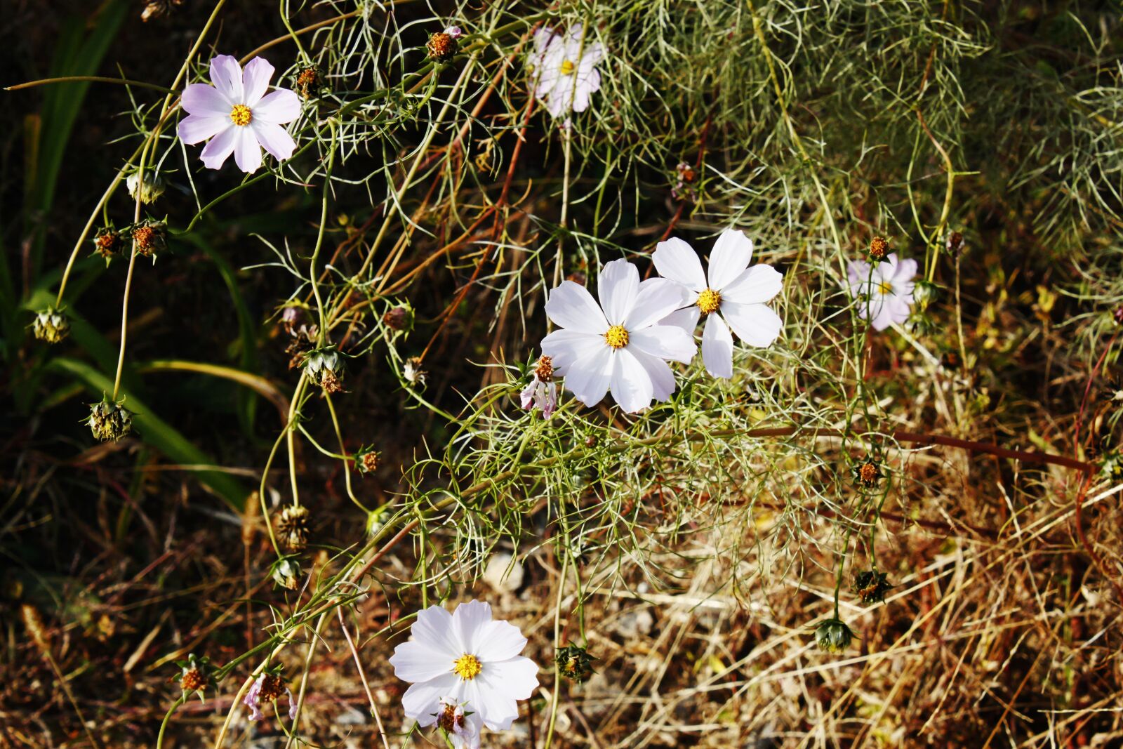 Canon EOS 500D (EOS Rebel T1i / EOS Kiss X3) sample photo. Flowers, white, white flower photography