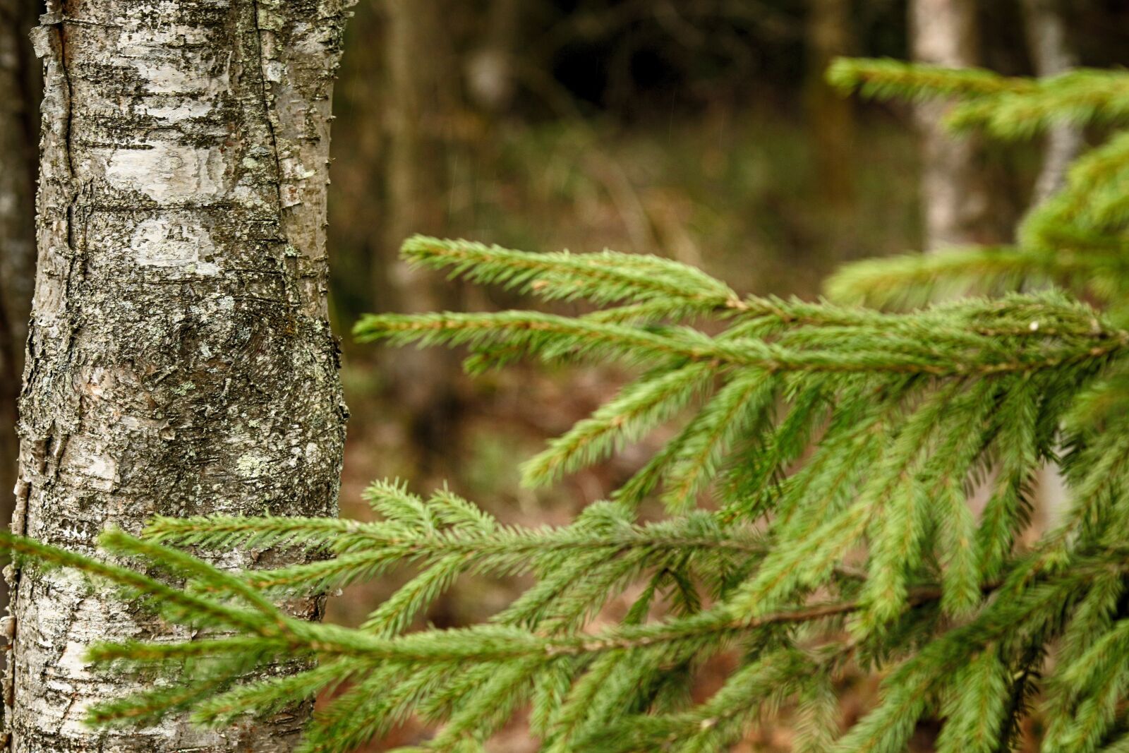 Canon EOS 7D Mark II + Canon EF 135mm F2L USM sample photo. Nature, outdoors, tree photography