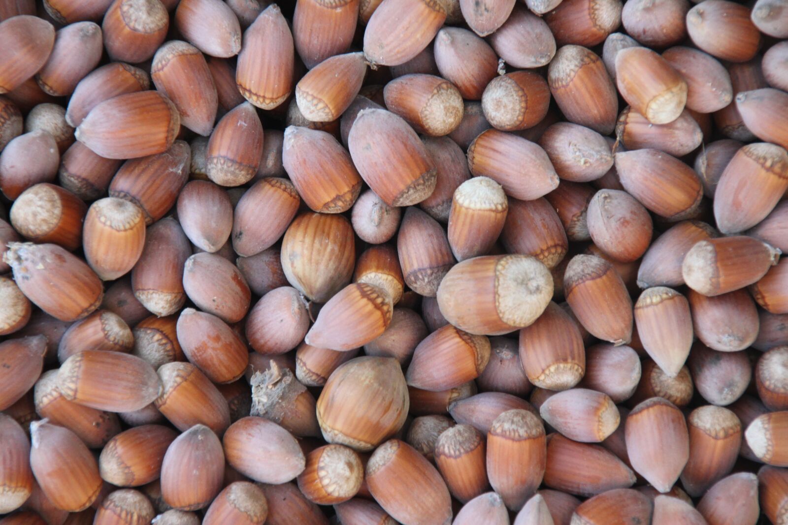 Canon EOS 500D (EOS Rebel T1i / EOS Kiss X3) sample photo. Hazelnuts, brown, hazel photography
