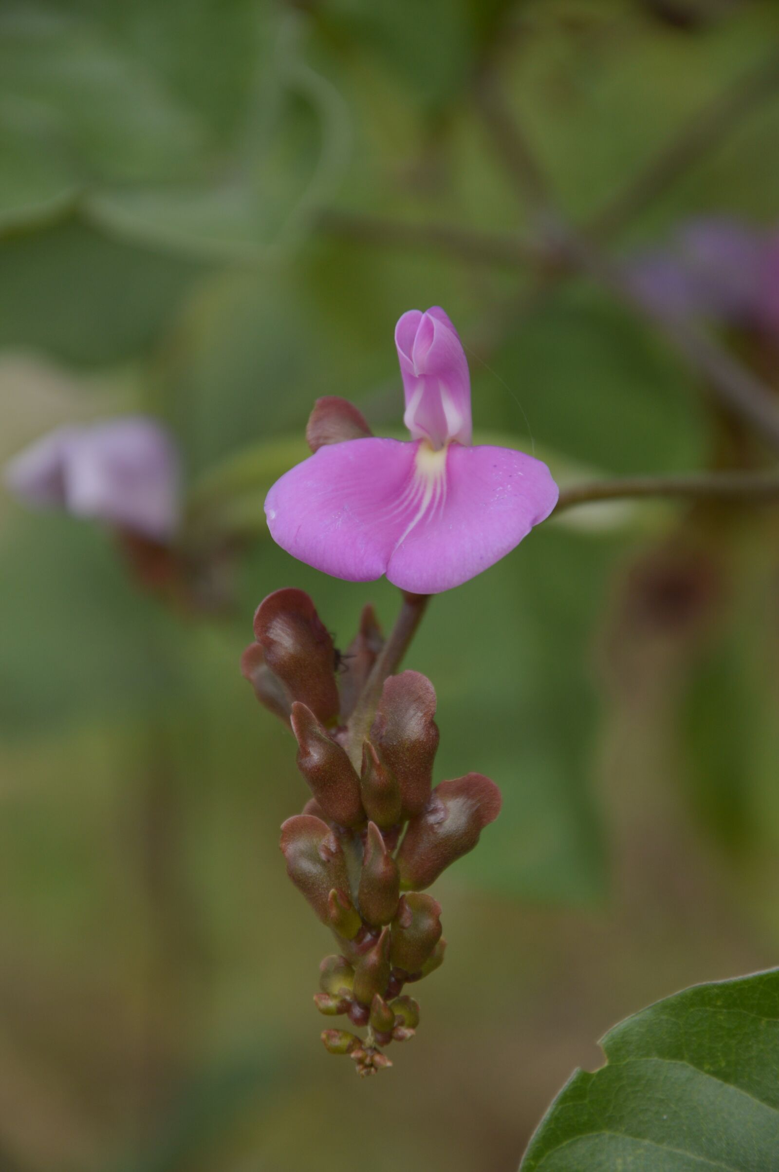 Nikon D3200 sample photo. Flower, rosa, bouquet photography