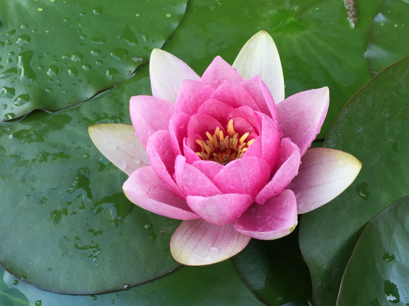 iPhone 6 Plus back camera 4.15mm f/2.2 sample photo. Water lily, flower, pond photography