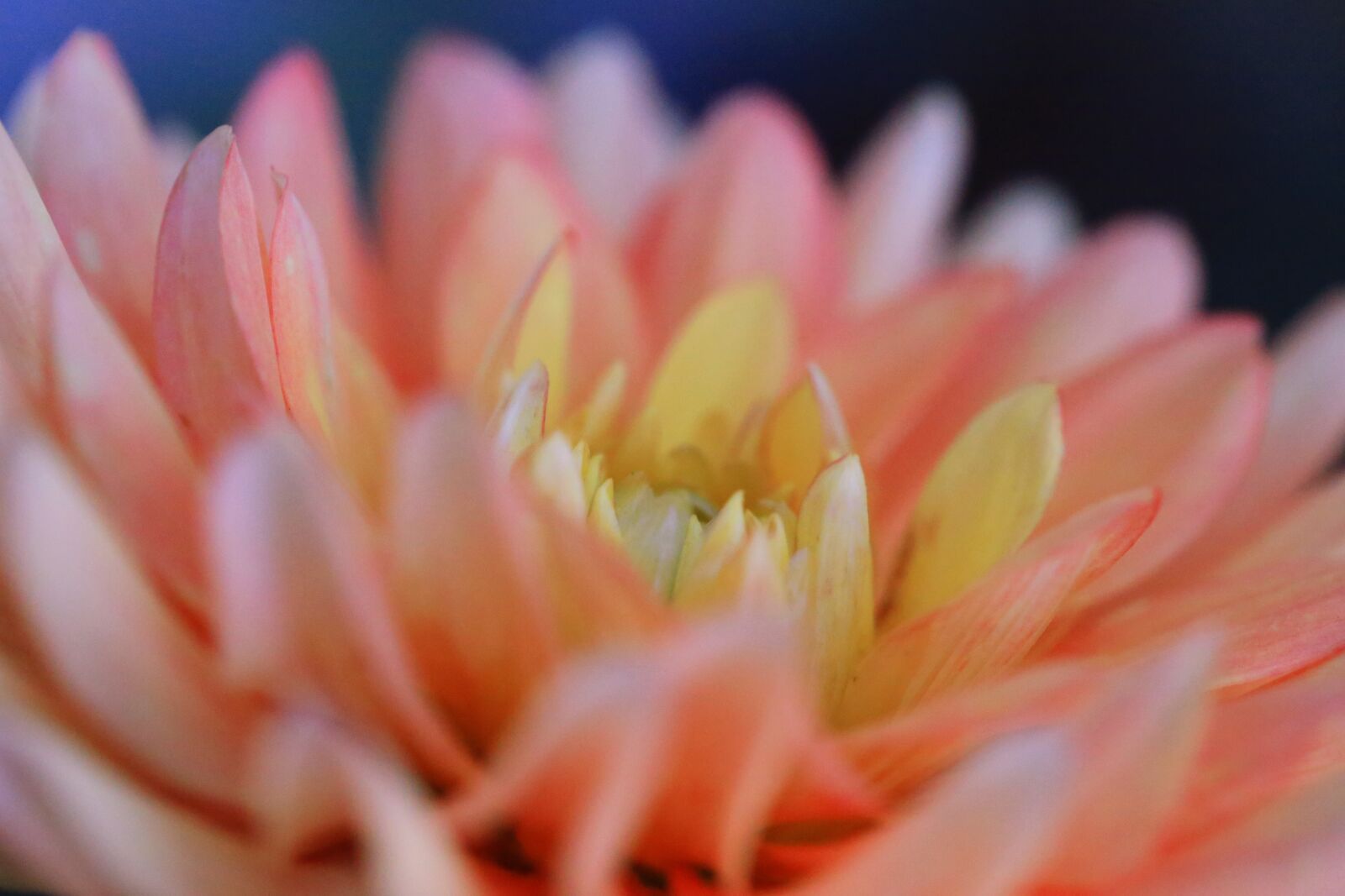 Canon EF 100mm F2.8L Macro IS USM sample photo. Dahlia, flower, pink photography