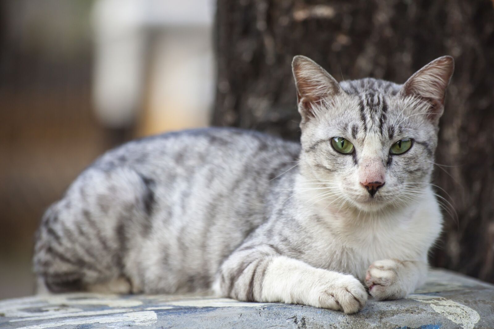Canon EOS 5D Mark II sample photo. Animal, cat, pet photography