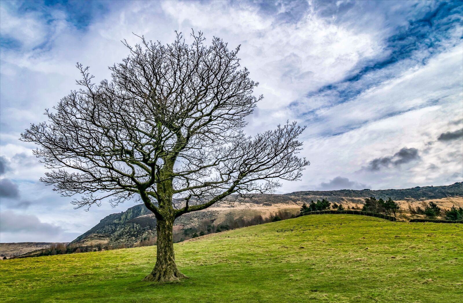 Nikon D3300 sample photo. Tree, single, outdoor photography