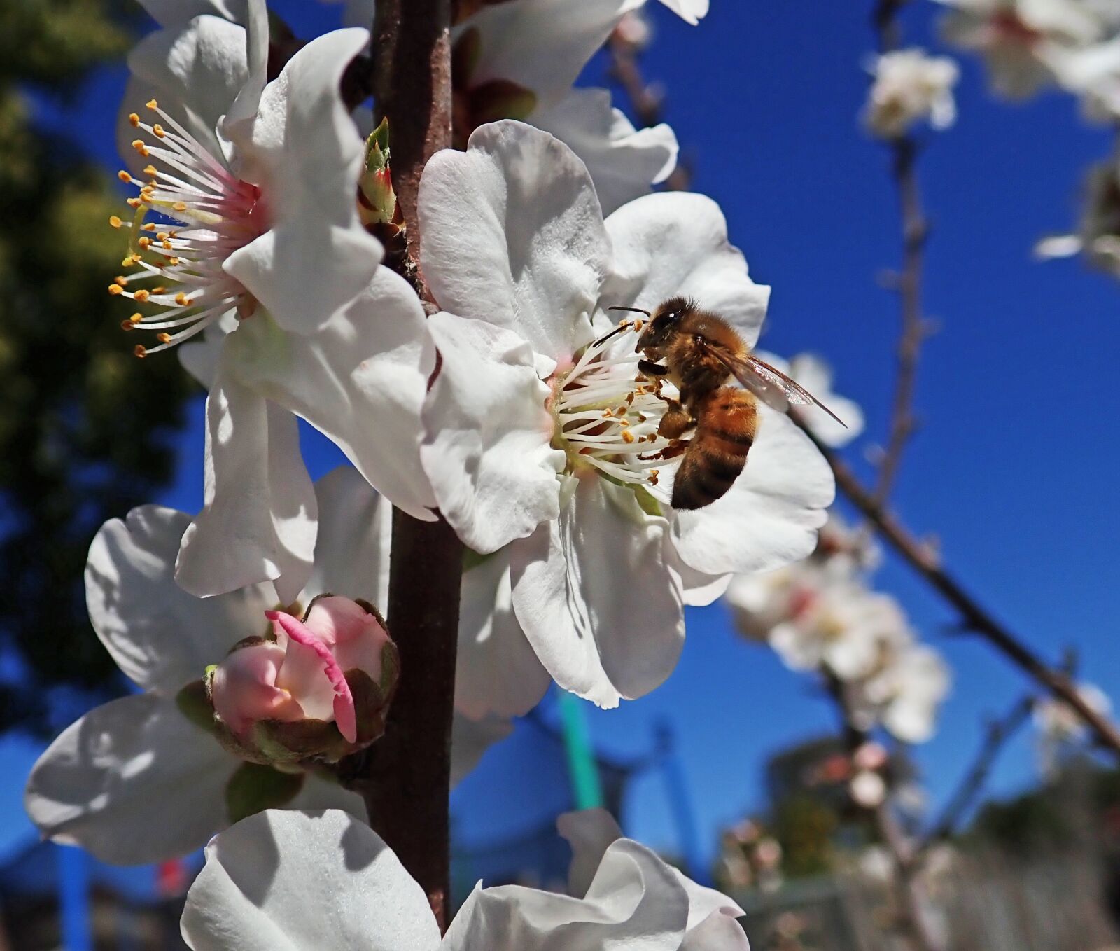 Olympus TG-5 sample photo. Blossom, almond, bee photography