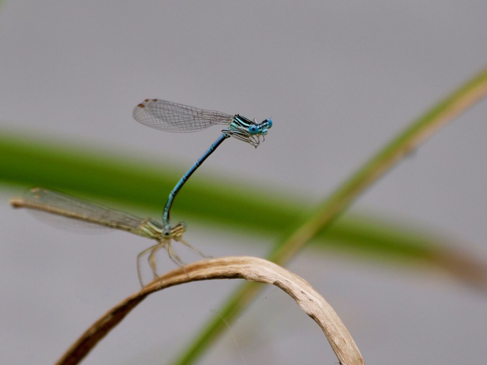 Panasonic Lumix DC-G9 sample photo. Dragonfly, insect, close photography