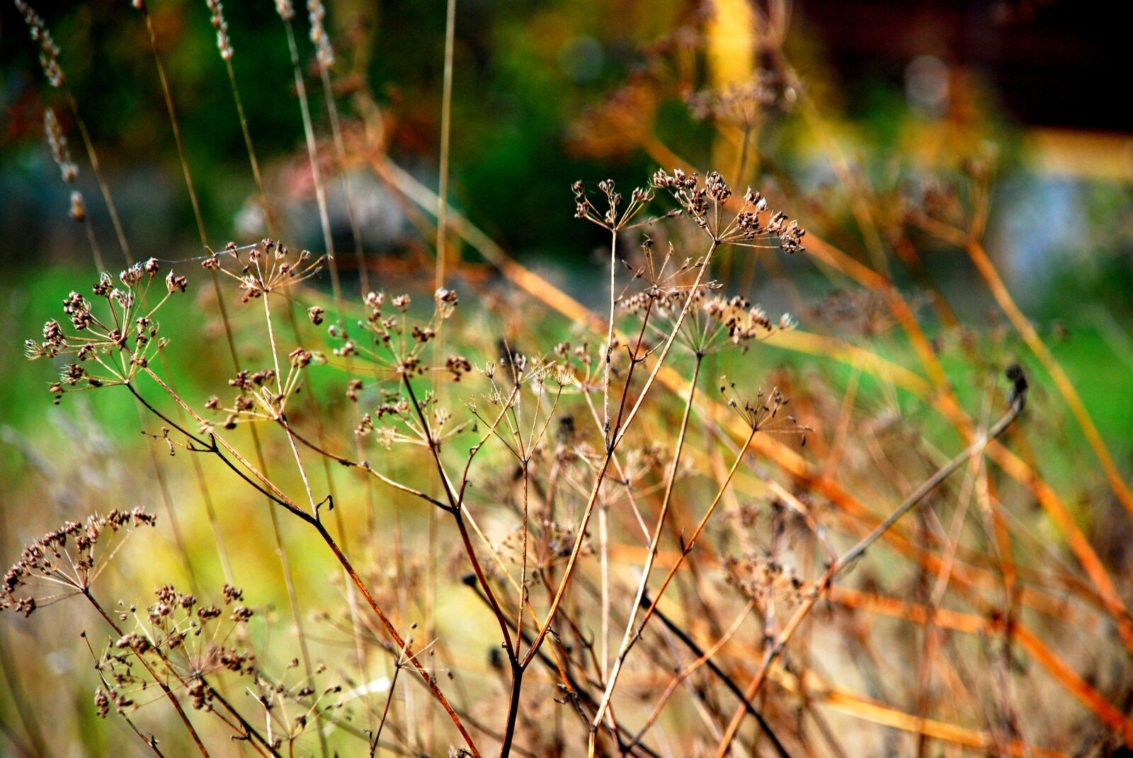Nikon D80 sample photo. Autumn, nature, forest photography