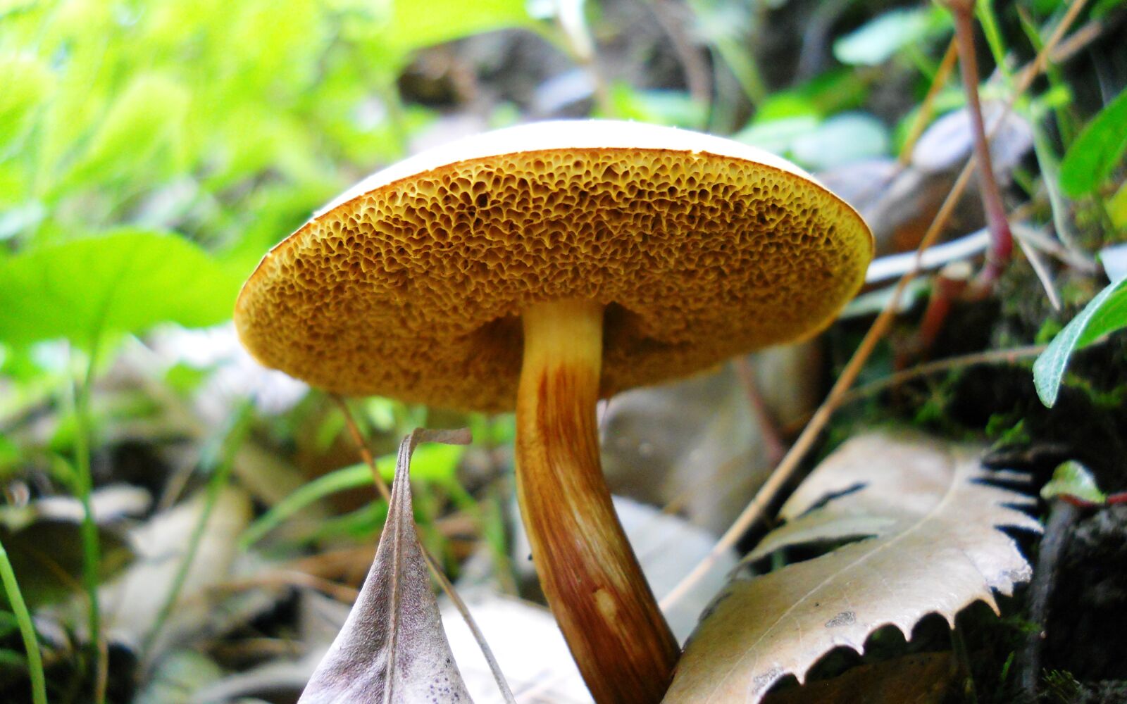 Nikon Coolpix L22 sample photo. Mushroom, vegetable, organic photography