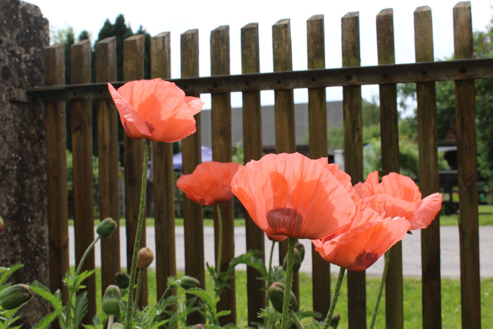 Canon EOS 1200D (EOS Rebel T5 / EOS Kiss X70 / EOS Hi) sample photo. Poppy, red, spring photography