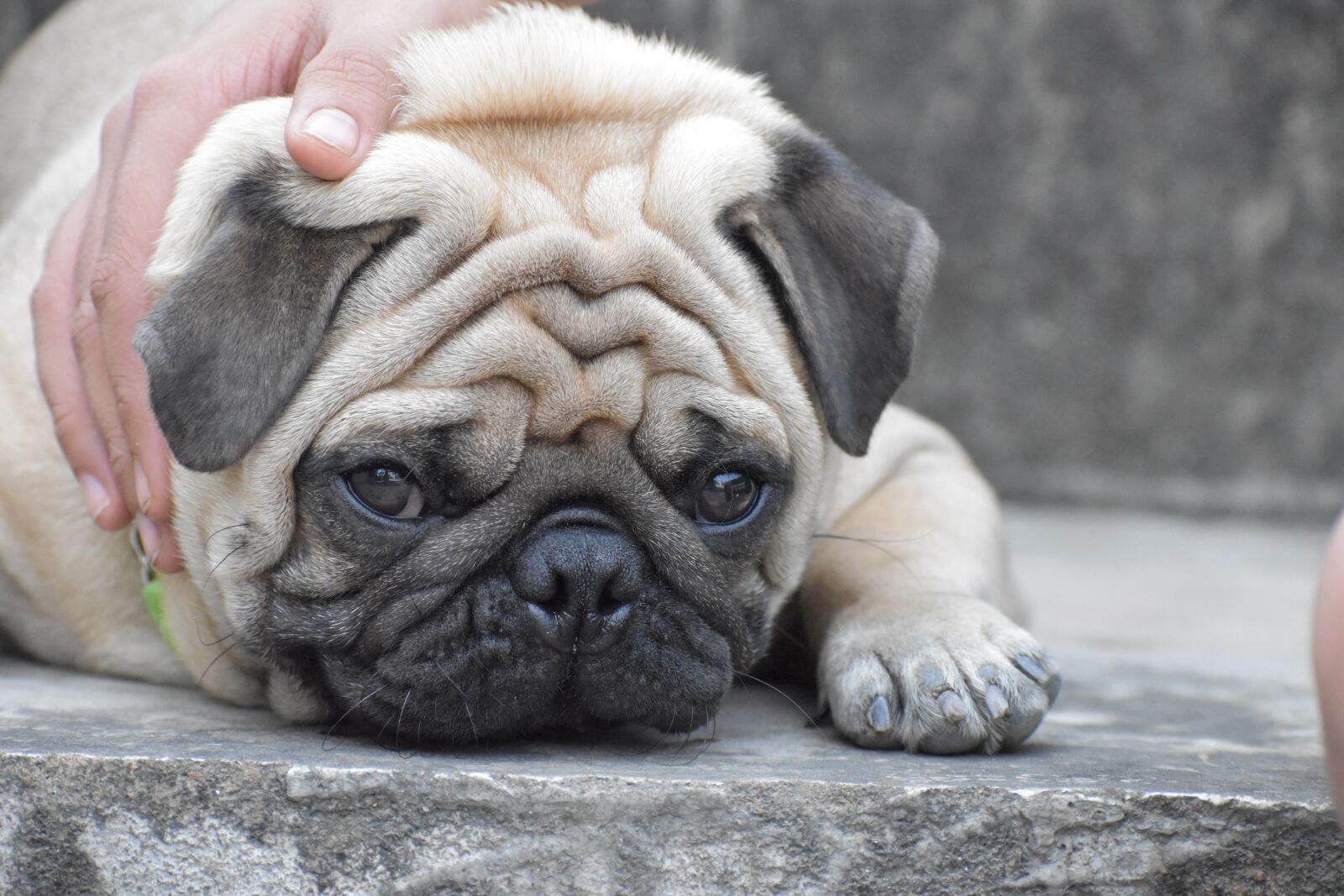 Nikon D5600 sample photo. Pug, doggy, innocence photography