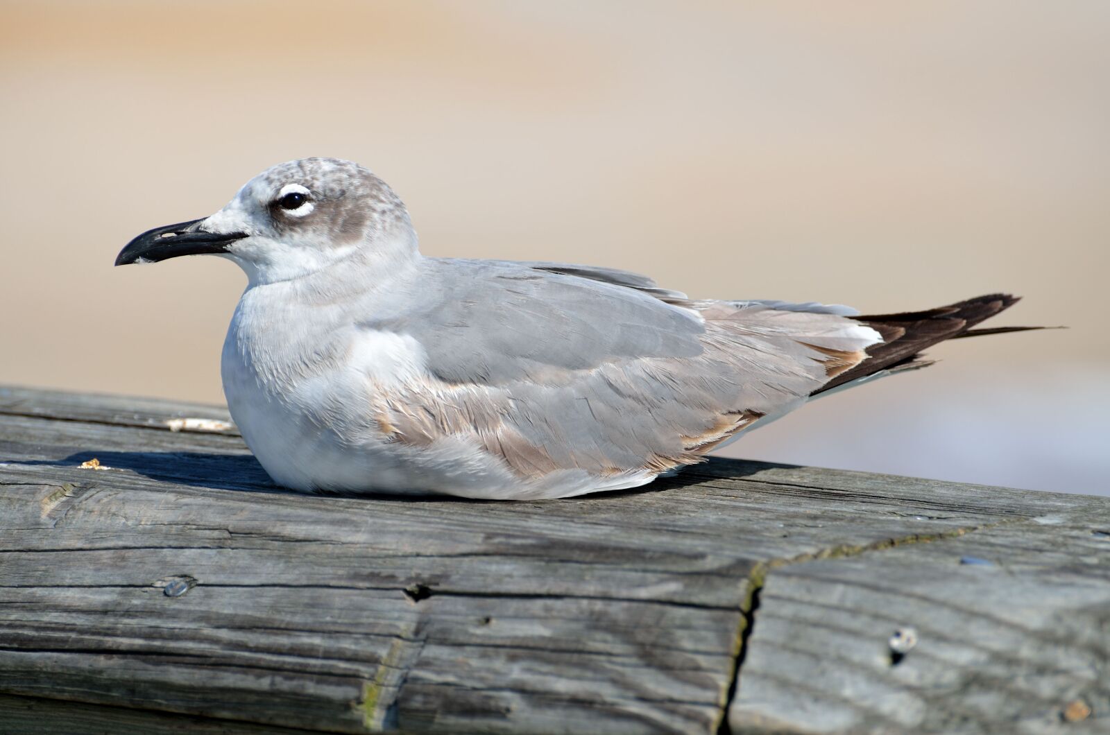 Nikon D7000 sample photo. Seagull, bird, resting photography