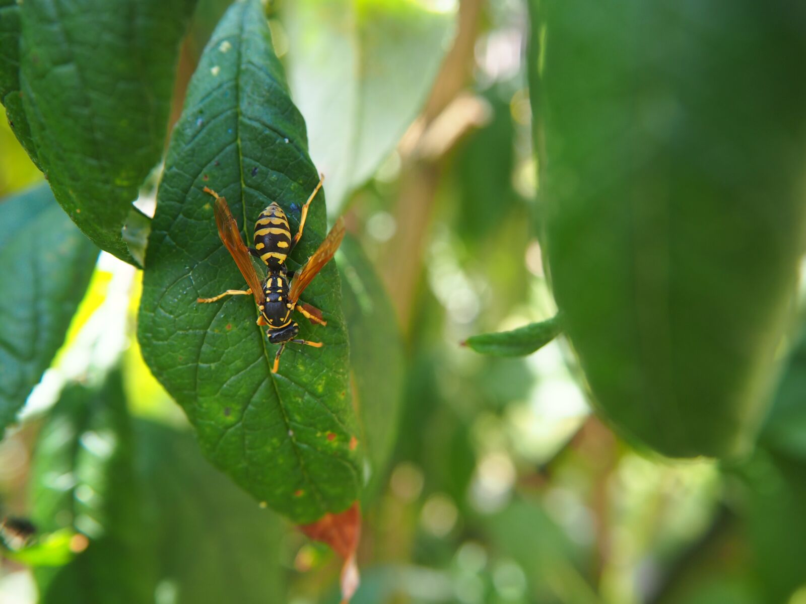 Olympus OM-D E-M10 sample photo. Wasp, insect, garden photography