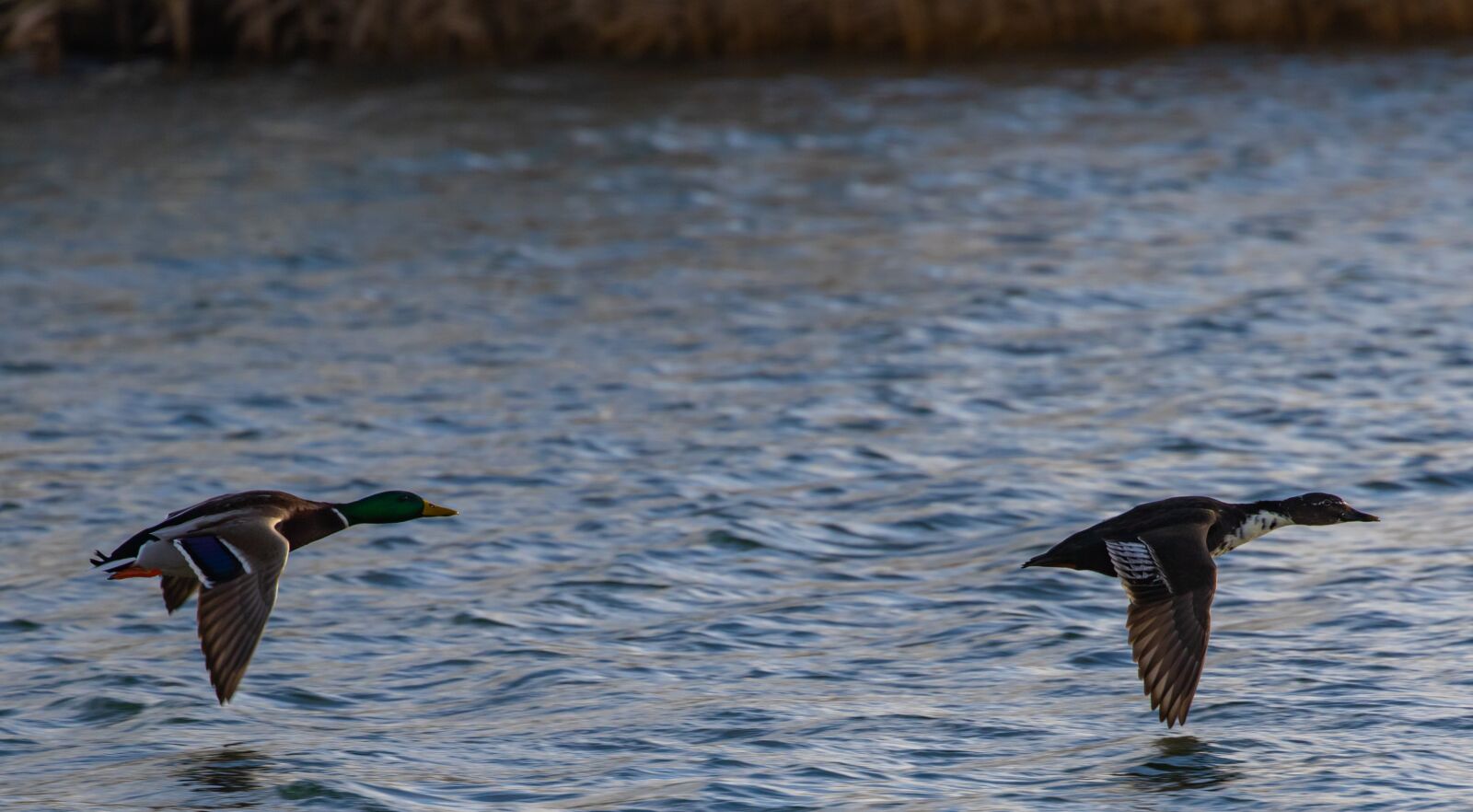 Canon EOS 7D Mark II sample photo. Teal, flying teal, teal photography
