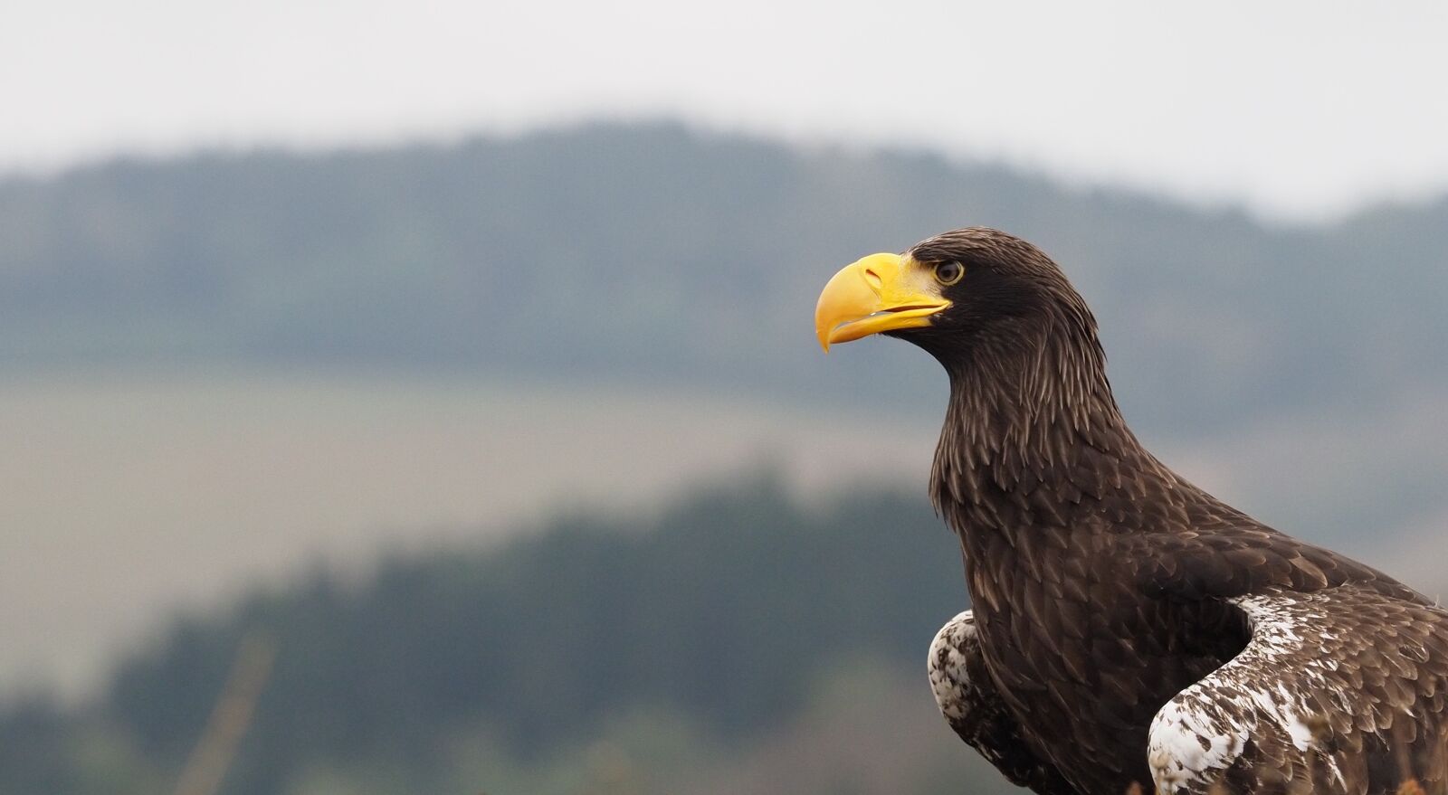 Olympus OM-D E-M1 Mark II + Olympus M.Zuiko Digital ED 40-150mm F2.8 Pro sample photo. Bird, animal, eagle eastern photography