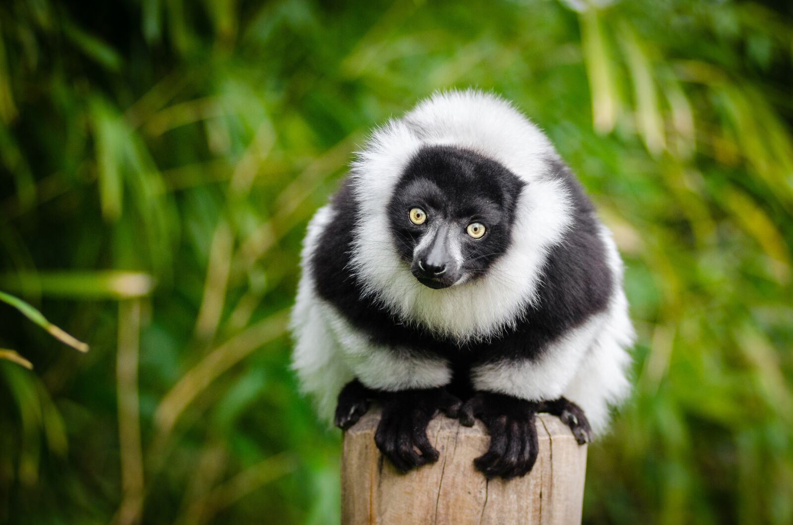 Nikon D7000 sample photo. Lemur, madagascar, primate photography
