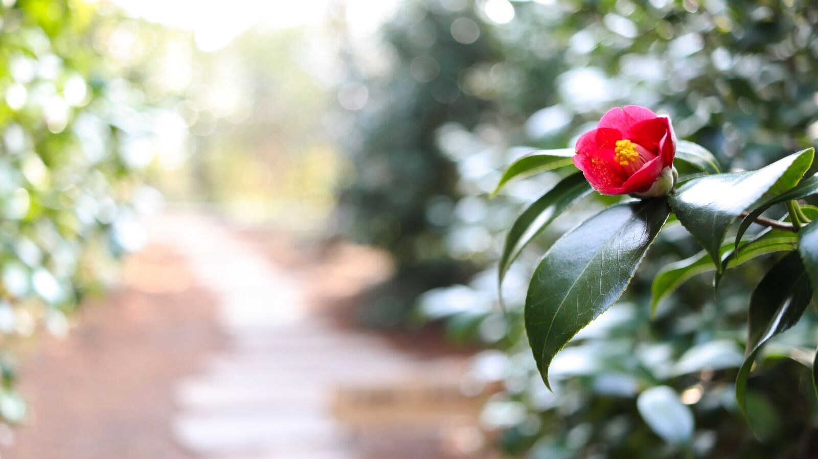 Canon EF-S 24mm F2.8 STM sample photo. Camellia, flower, road photography