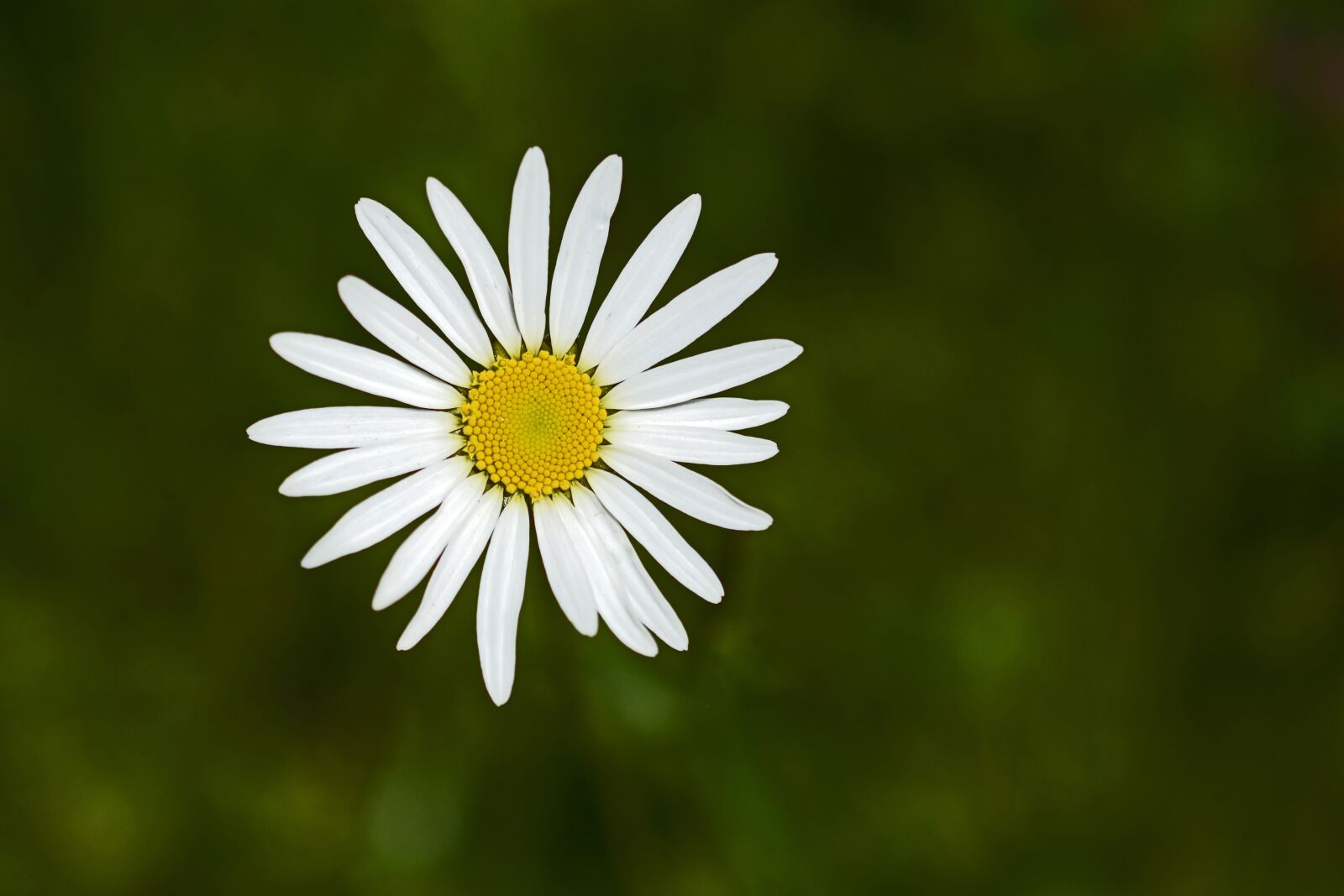 Nikon D7100 sample photo. Marguerite, flower, blossom photography
