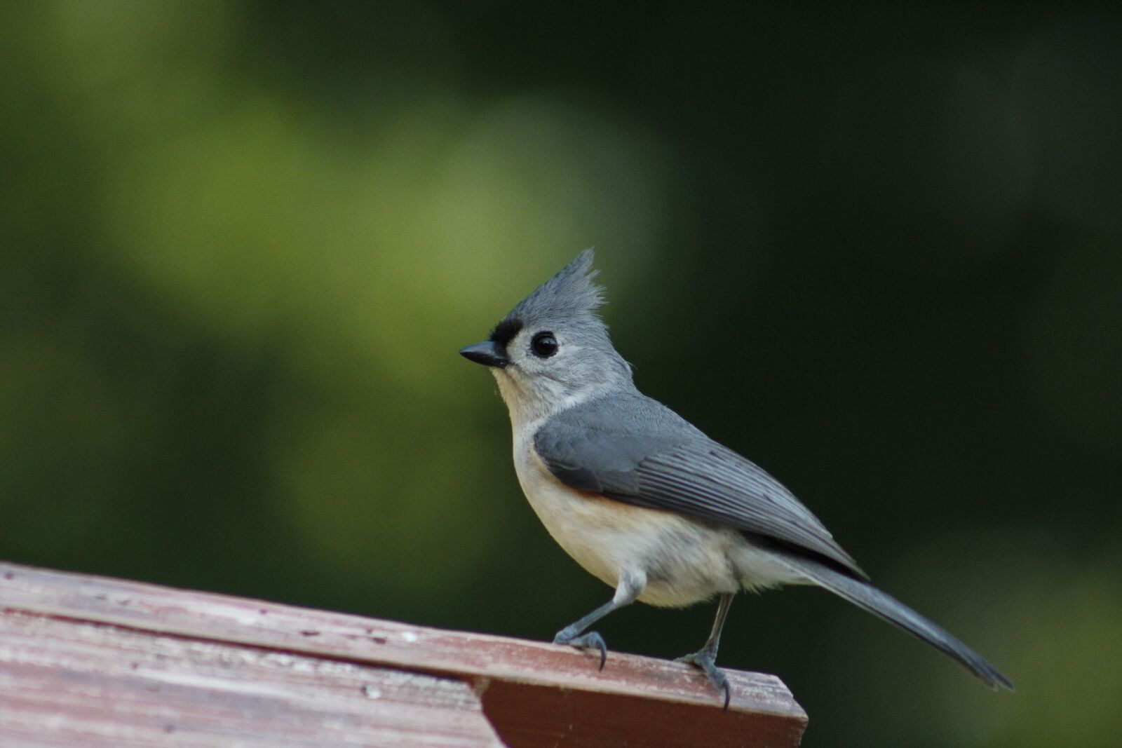 Canon EOS 550D (EOS Rebel T2i / EOS Kiss X4) sample photo. Bird, wildlife, nature photography