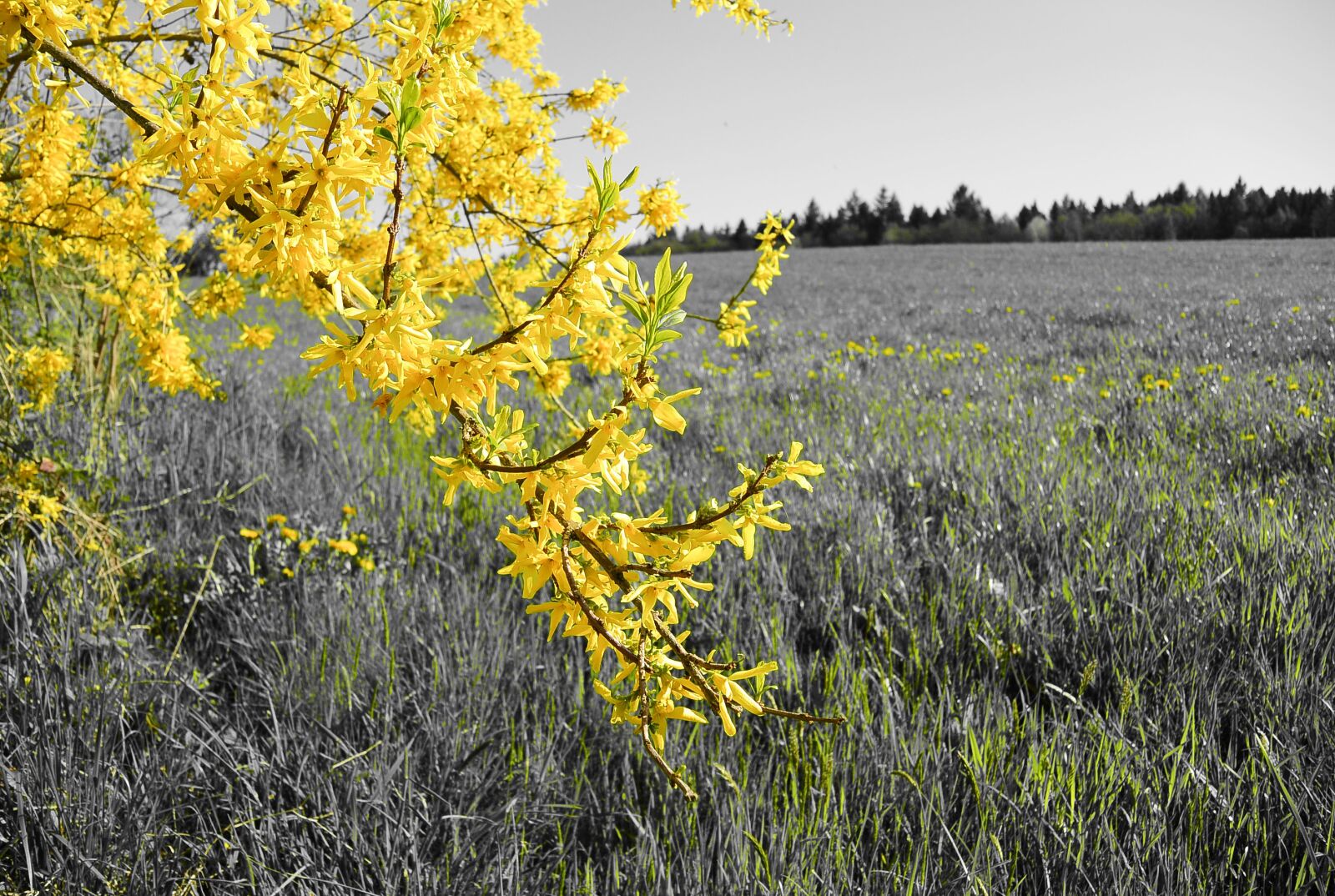 Nikon 1 S1 sample photo. Forsythia, tree, yellow photography
