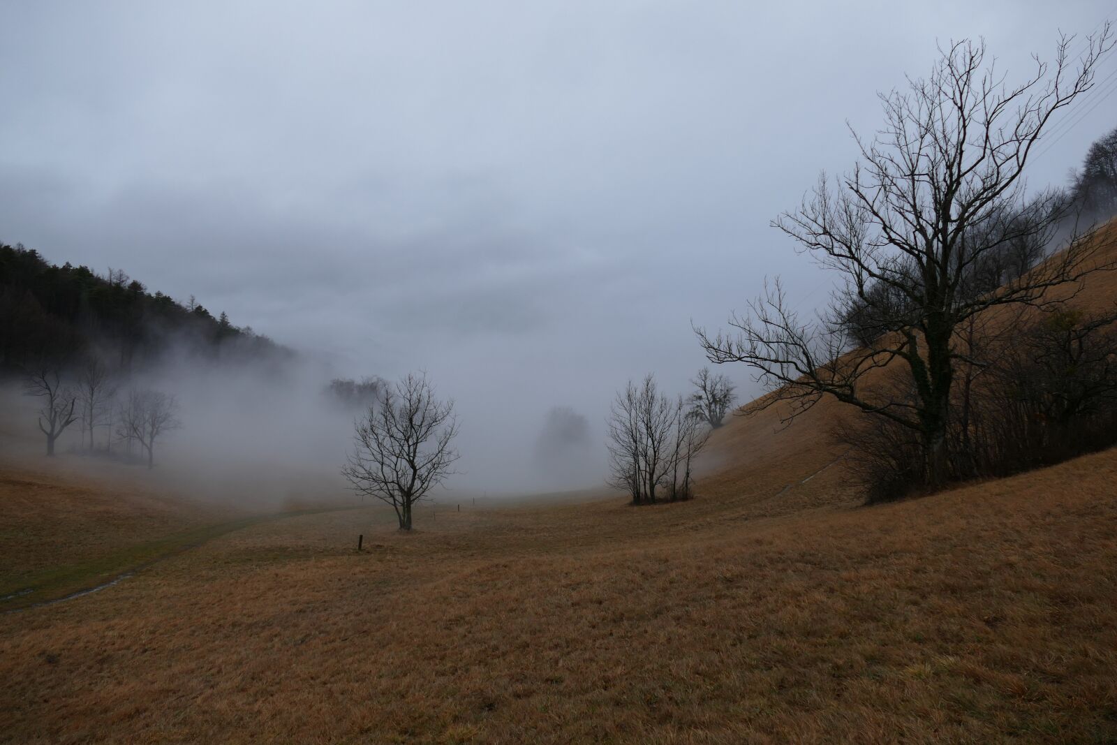 Panasonic Lumix DMC-FZ1000 sample photo. Tree, fog, winter photography
