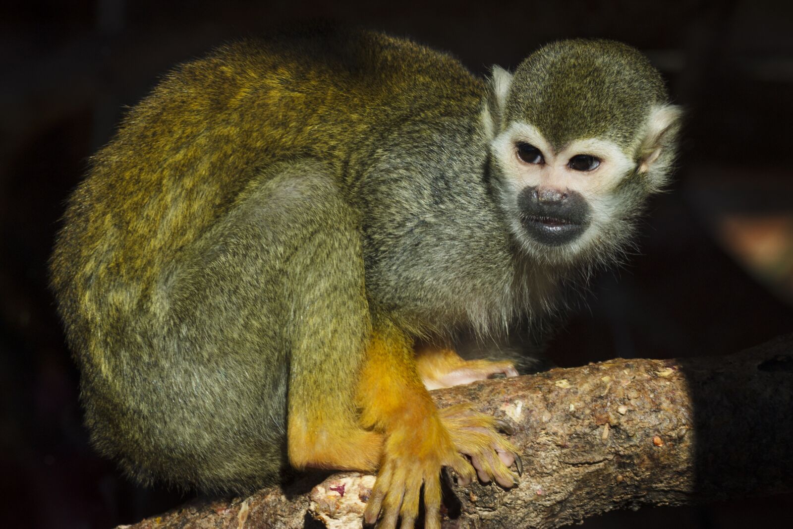 Canon EOS 1100D (EOS Rebel T3 / EOS Kiss X50) sample photo. Squirrel monkey, zoo, monkey photography