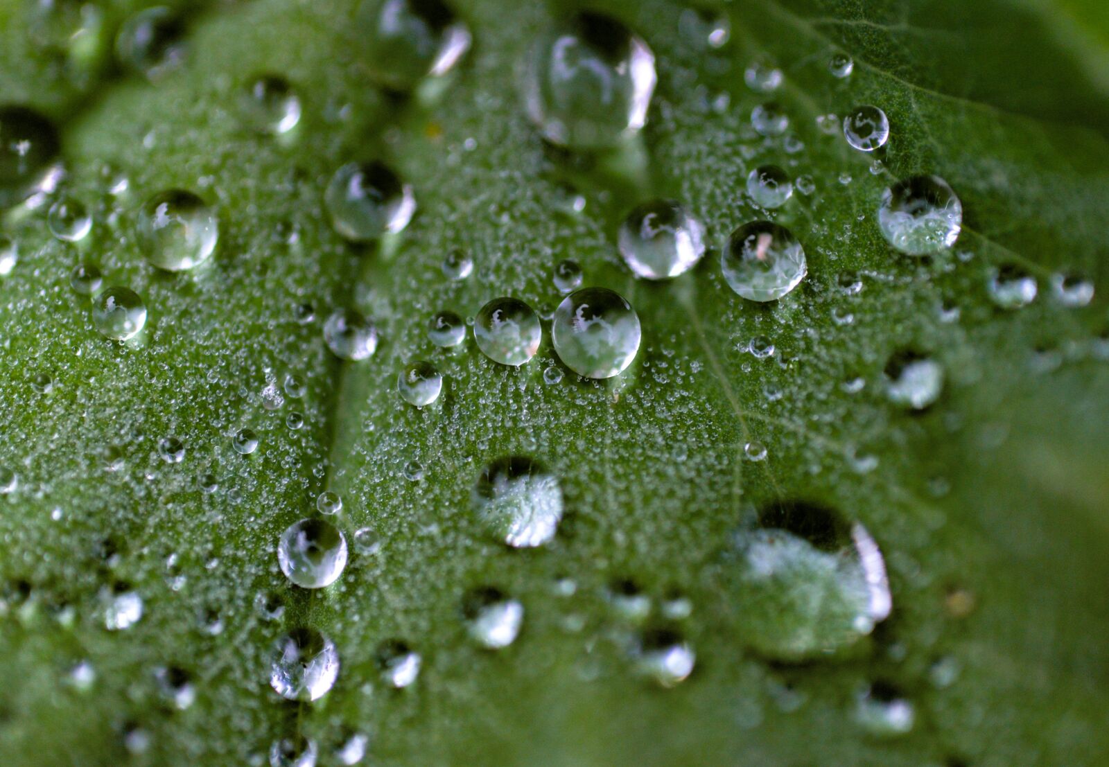 Nikon D610 sample photo. Drip, leaf, nature photography
