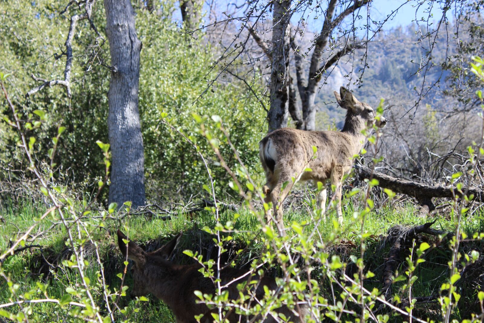 Canon EOS 600D (Rebel EOS T3i / EOS Kiss X5) sample photo. Deer, landscape, nature photography