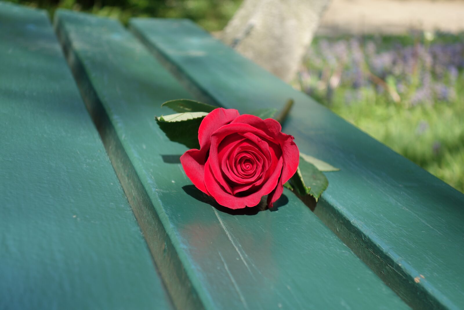 Sony Cyber-shot DSC-RX100 II sample photo. Red rose, empty green photography