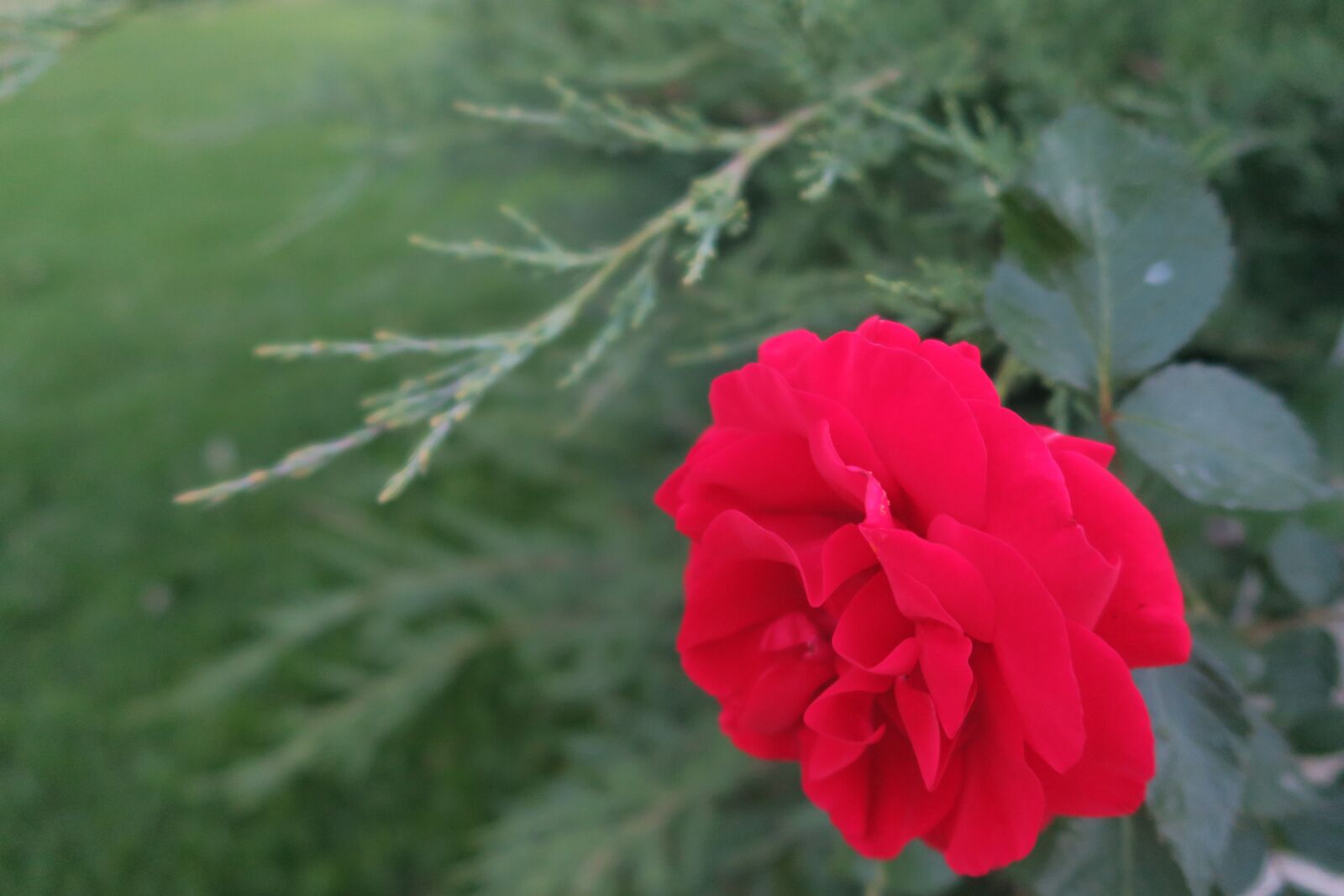 Canon PowerShot G7 X sample photo. Rose, red rose, nature photography
