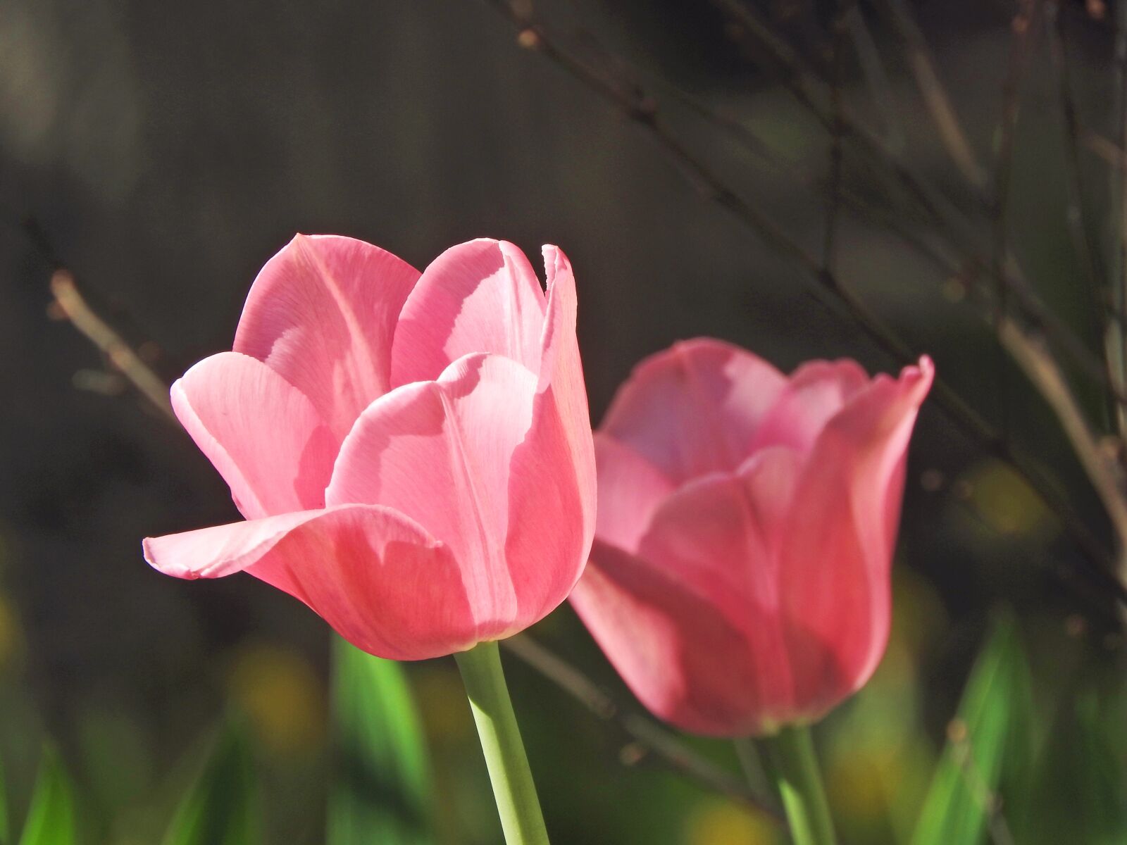 Nikon Coolpix P610 sample photo. Tulip, may, moscow photography