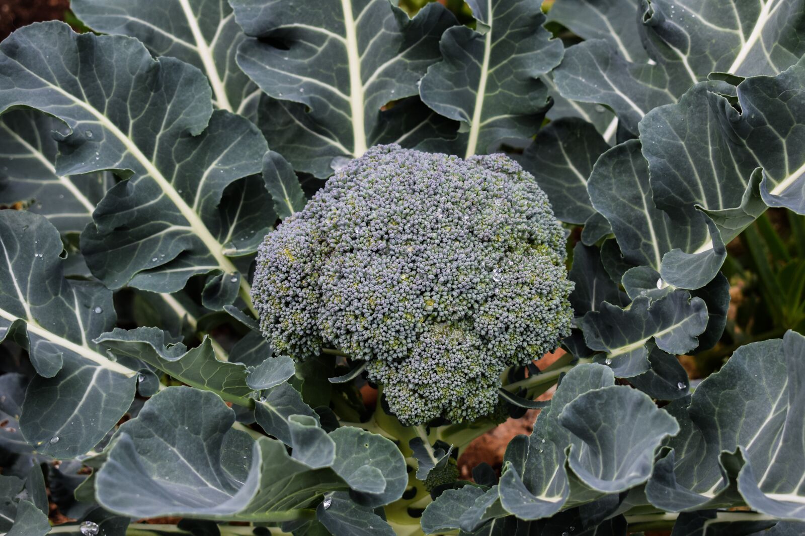 Nikon D3300 sample photo. Broccoli, plant, food photography