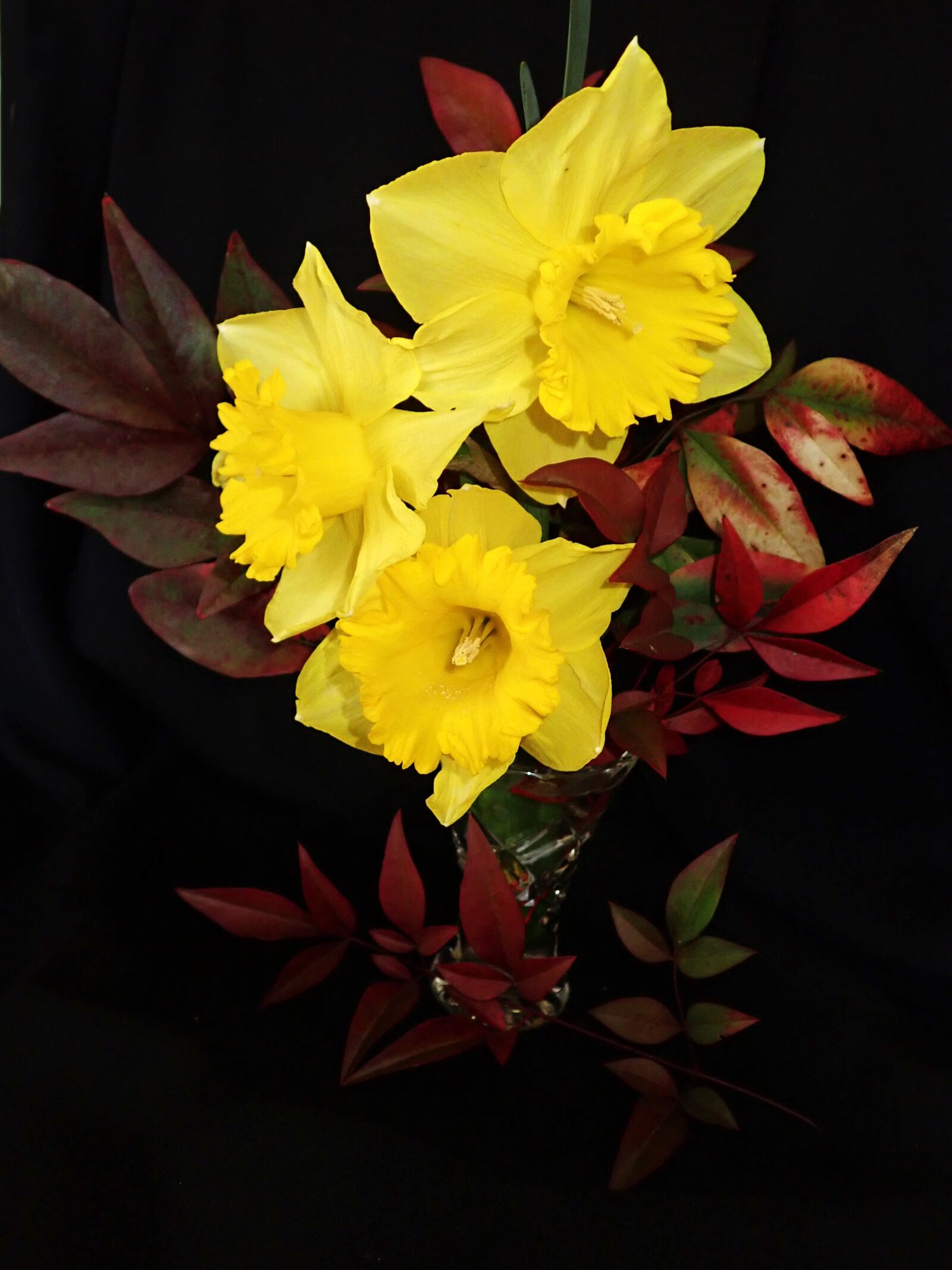 Olympus TG-5 sample photo. Daffodils, flowers, leaves photography