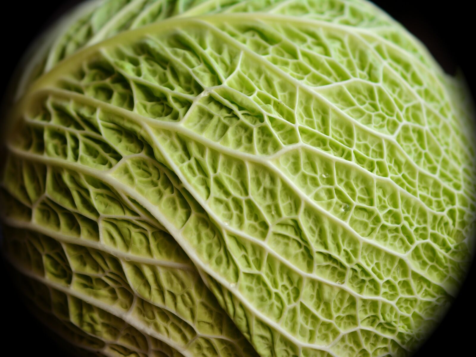 Nikon D5200 sample photo. Savoy, kohl, cabbage photography