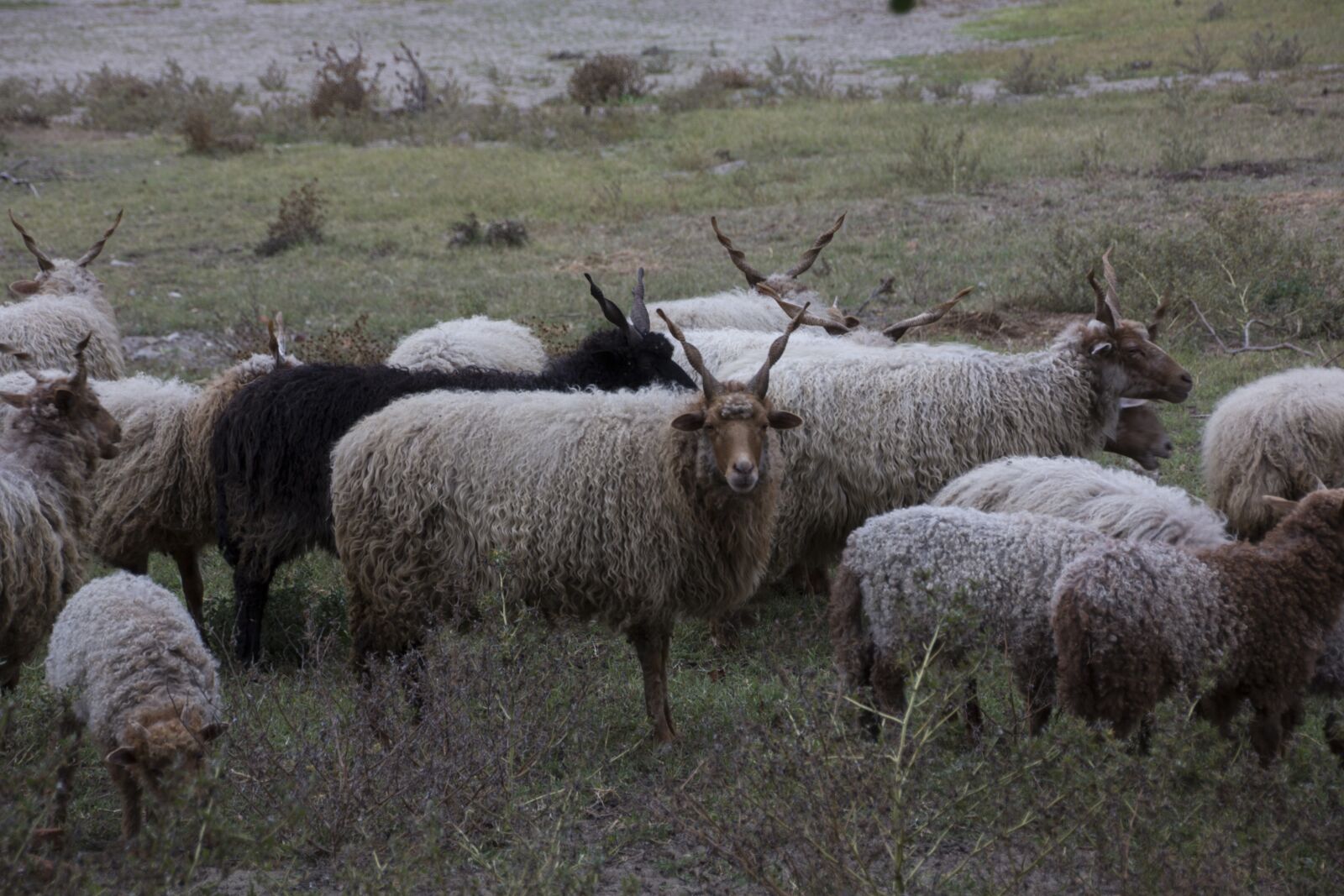 Canon EOS 60D sample photo. Hungary, nature, animals photography